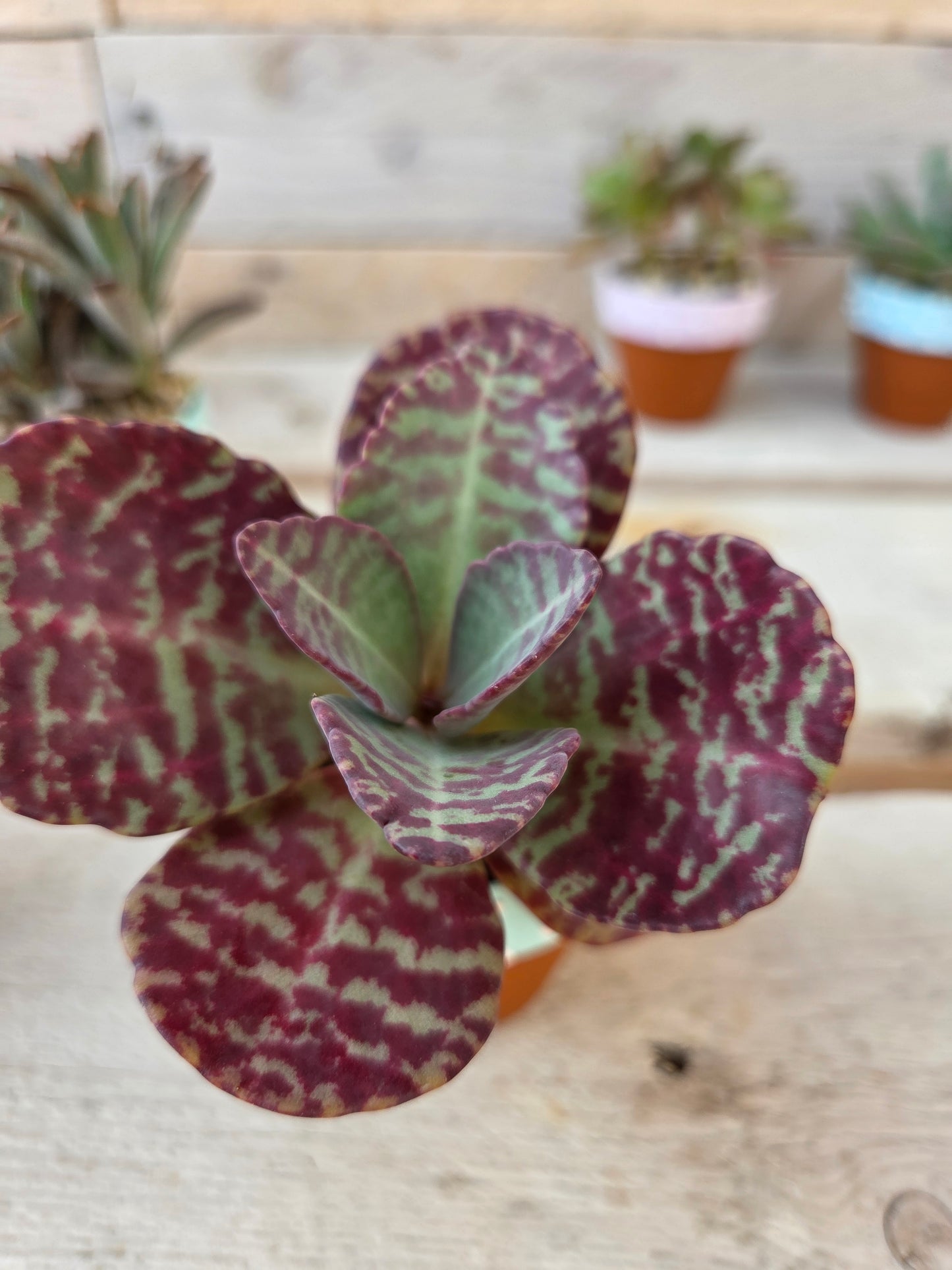 Kalanchoe Humilis Desert Surprise succulent in terracotta pot