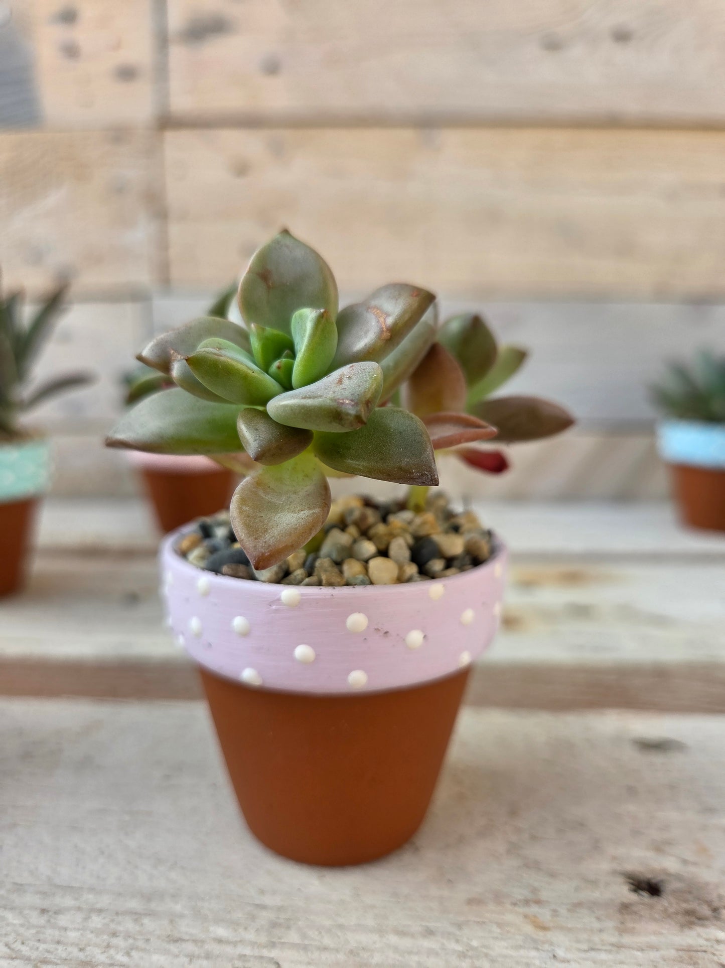 Sedum Adolphii 'Vera Higgins' succulent in hand painted terracotta pot