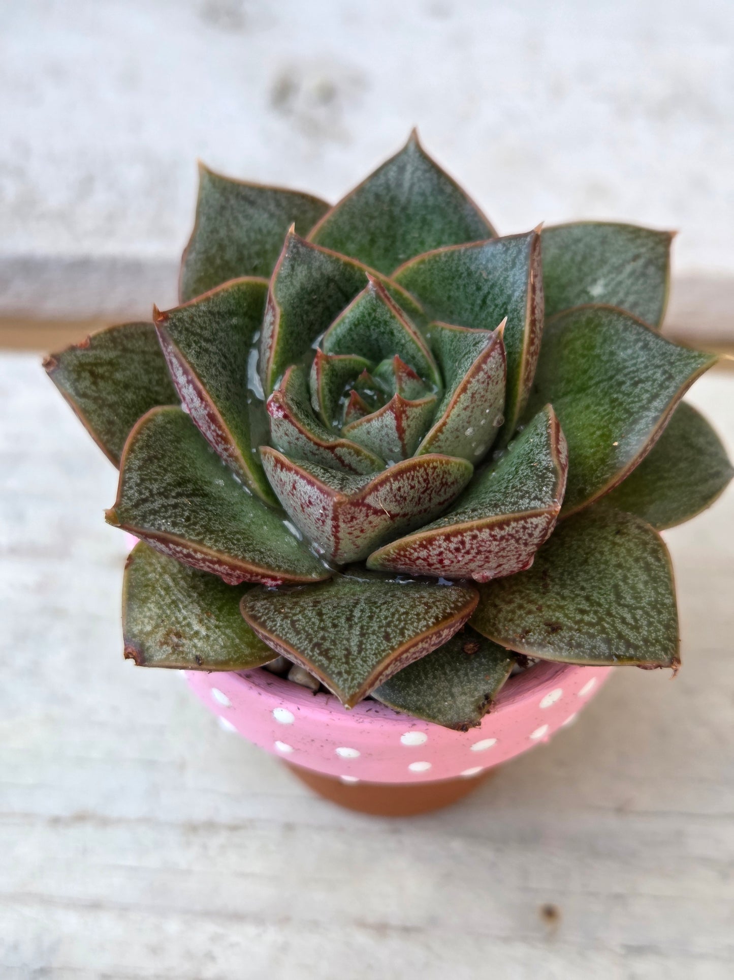 Echeveria “Purpusorum" succulent in hand painted terracotta pot