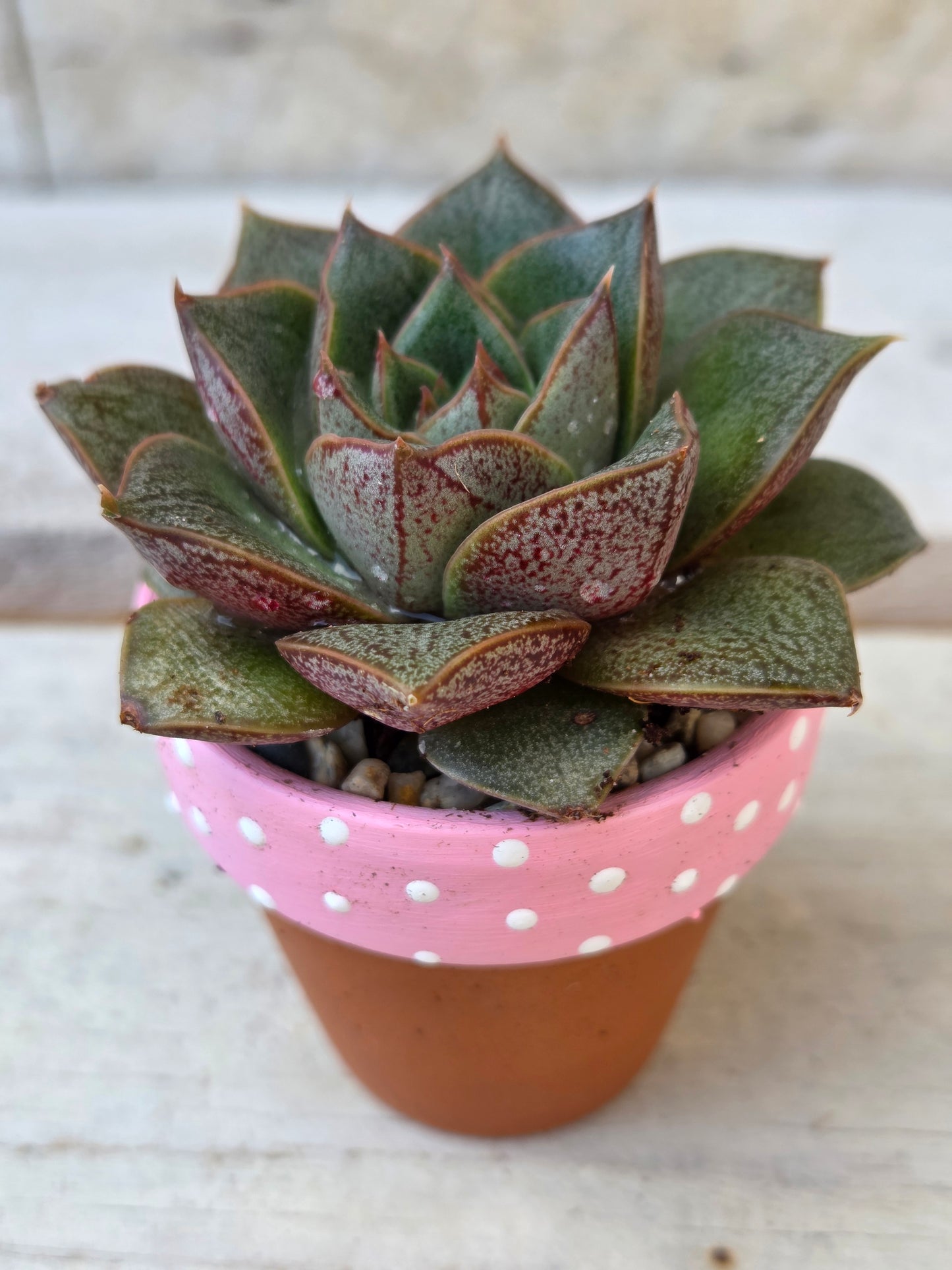 Echeveria “Purpusorum" succulent in hand painted terracotta pot