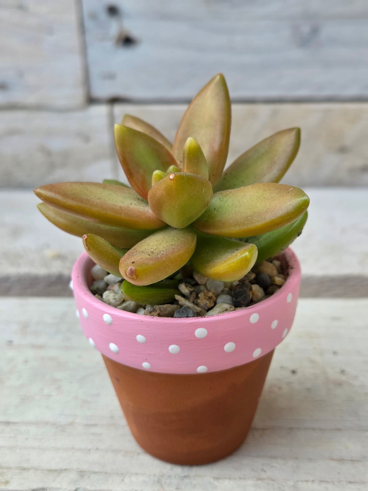 Golden Sedum Adolphii succulent in hand painted terracotta pot