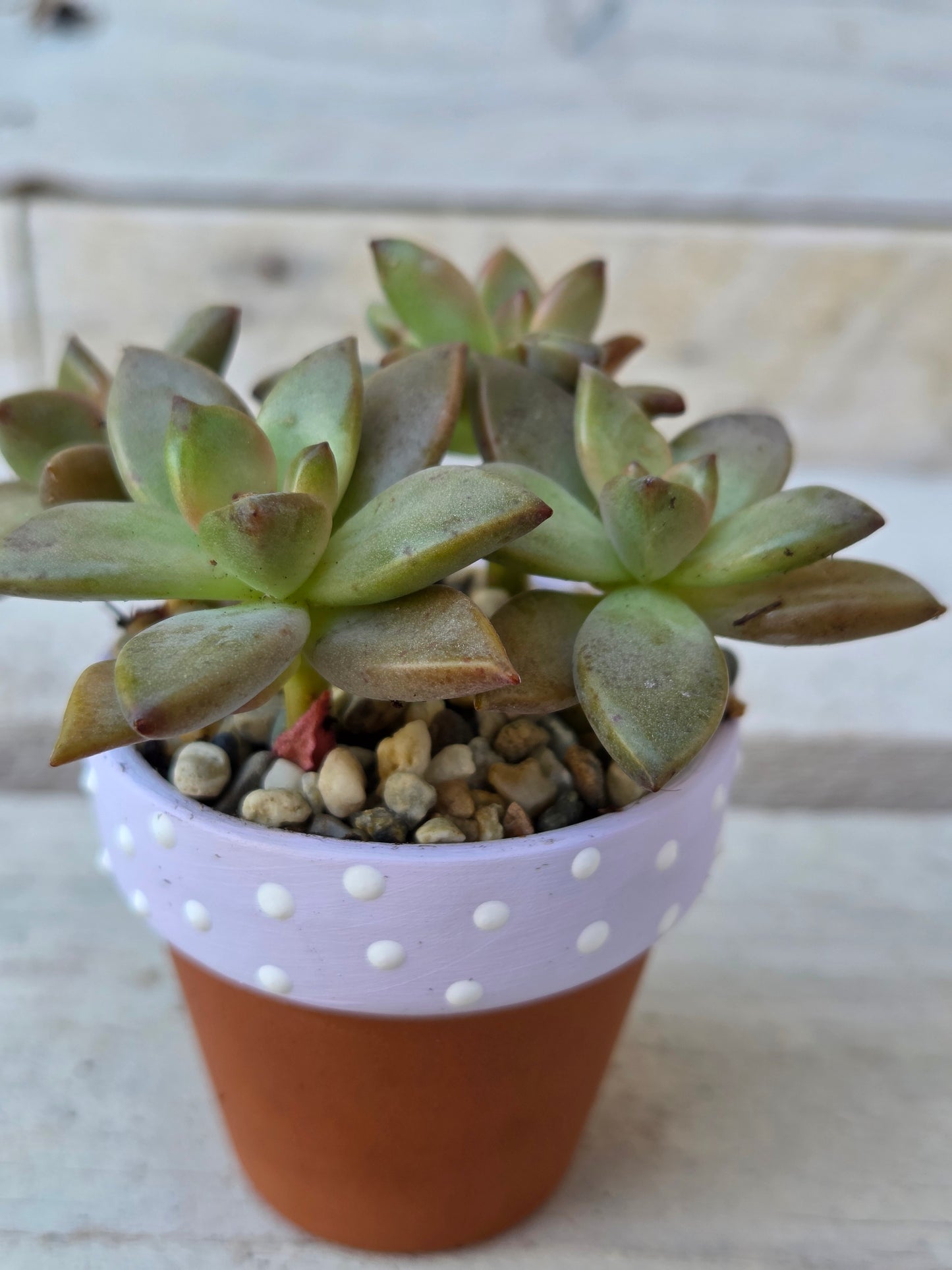 Sedum Adolphii 'Vera Higgins' succulent in hand painted terracotta pot
