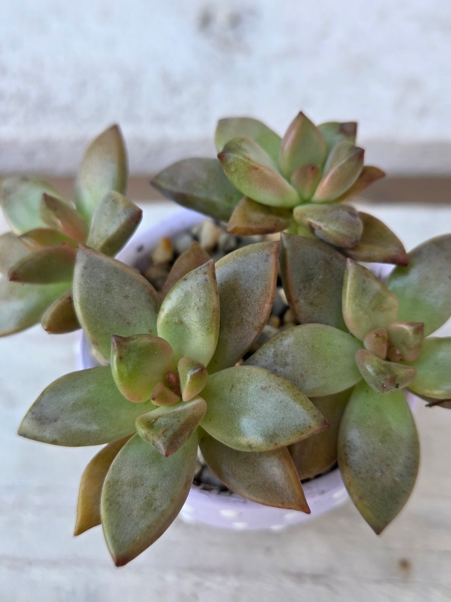Sedum Adolphii 'Vera Higgins' succulent in hand painted terracotta pot