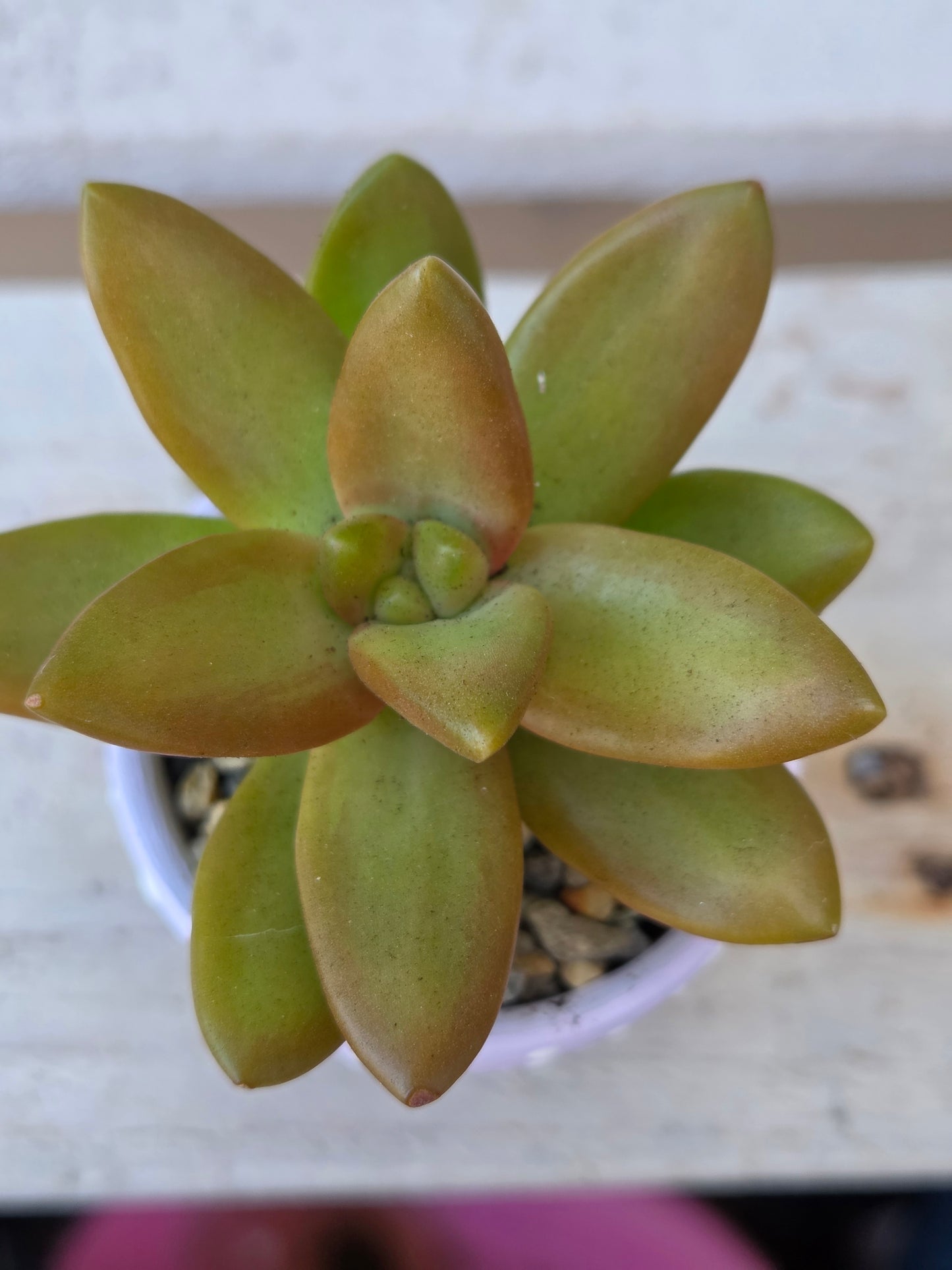 Golden Sedum Adolphii succulent in hand painted terracotta pot