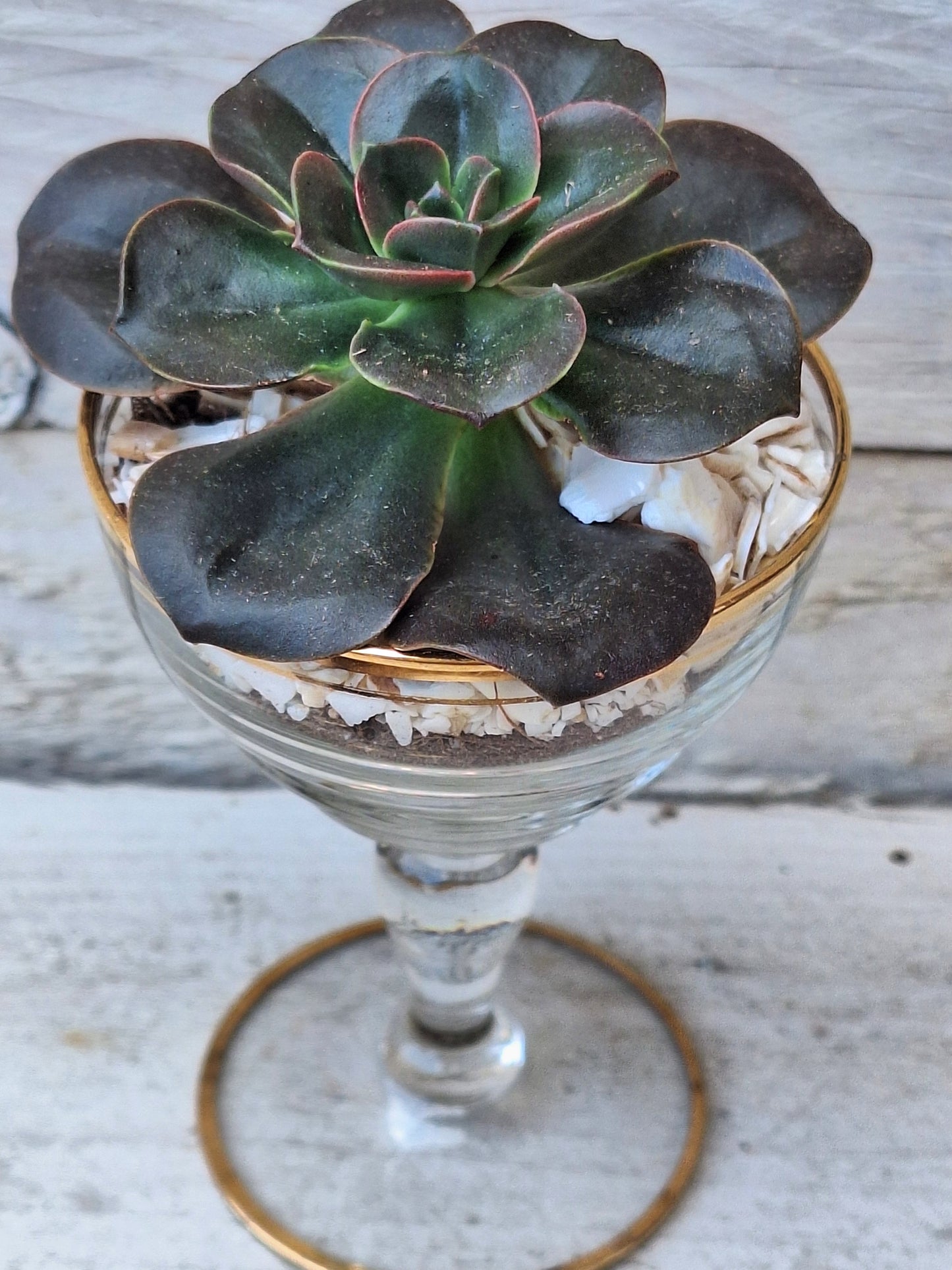 Echeveria 'Dark Prince' in repurposed liqueur glass DIY Kit