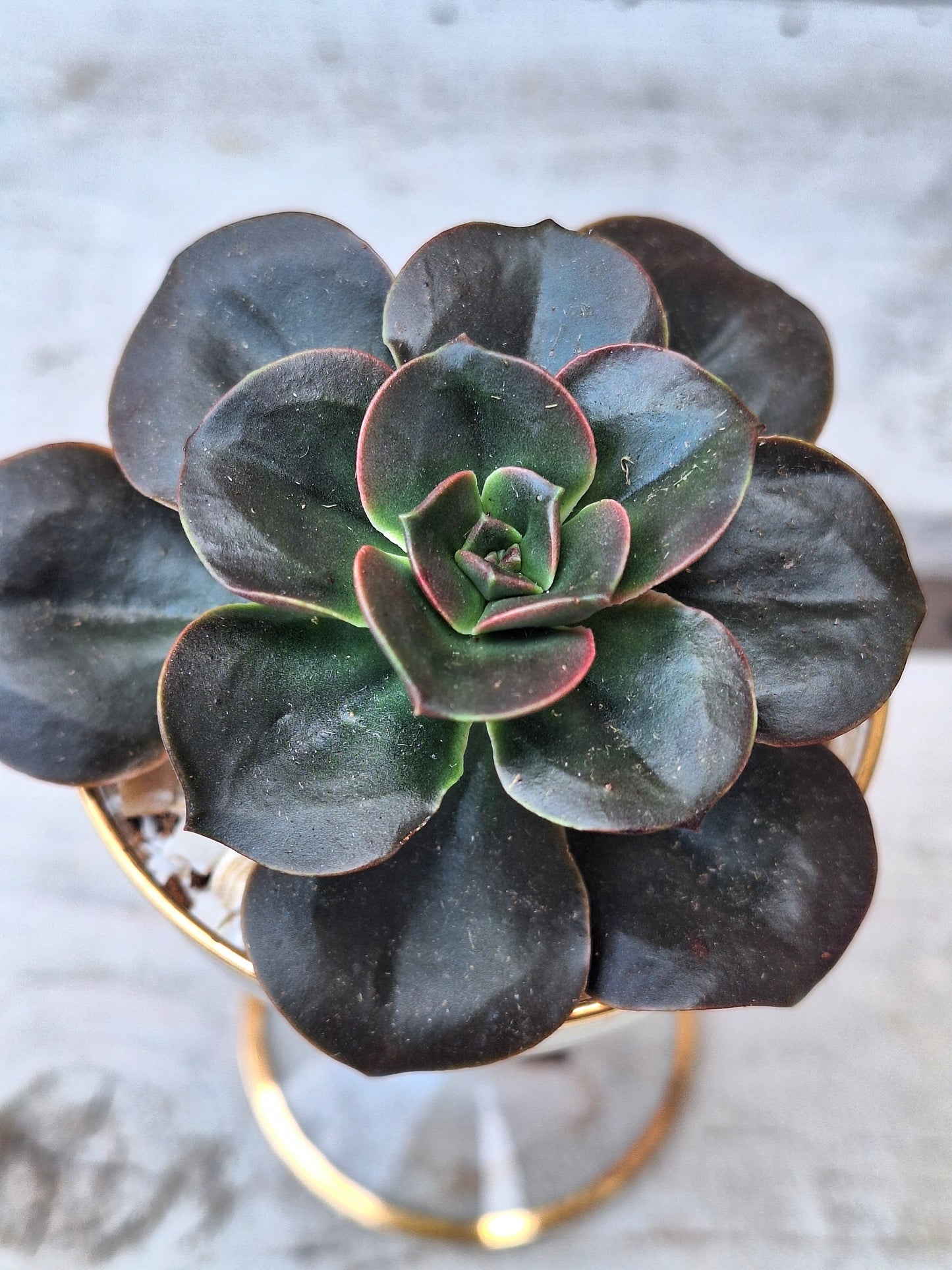 Echeveria 'Dark Prince' in repurposed liqueur glass DIY Kit