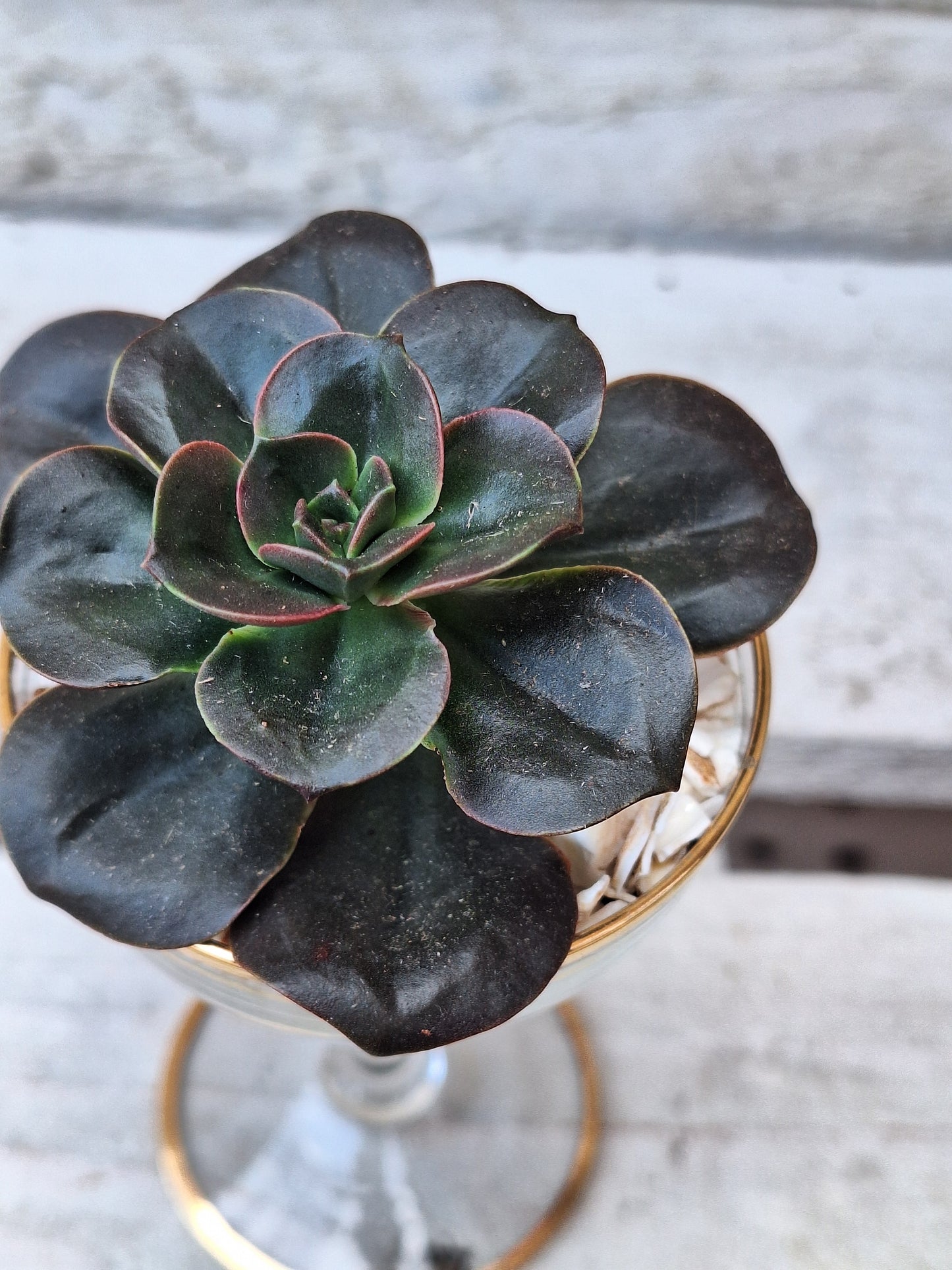 Echeveria 'Dark Prince' in repurposed liqueur glass DIY Kit