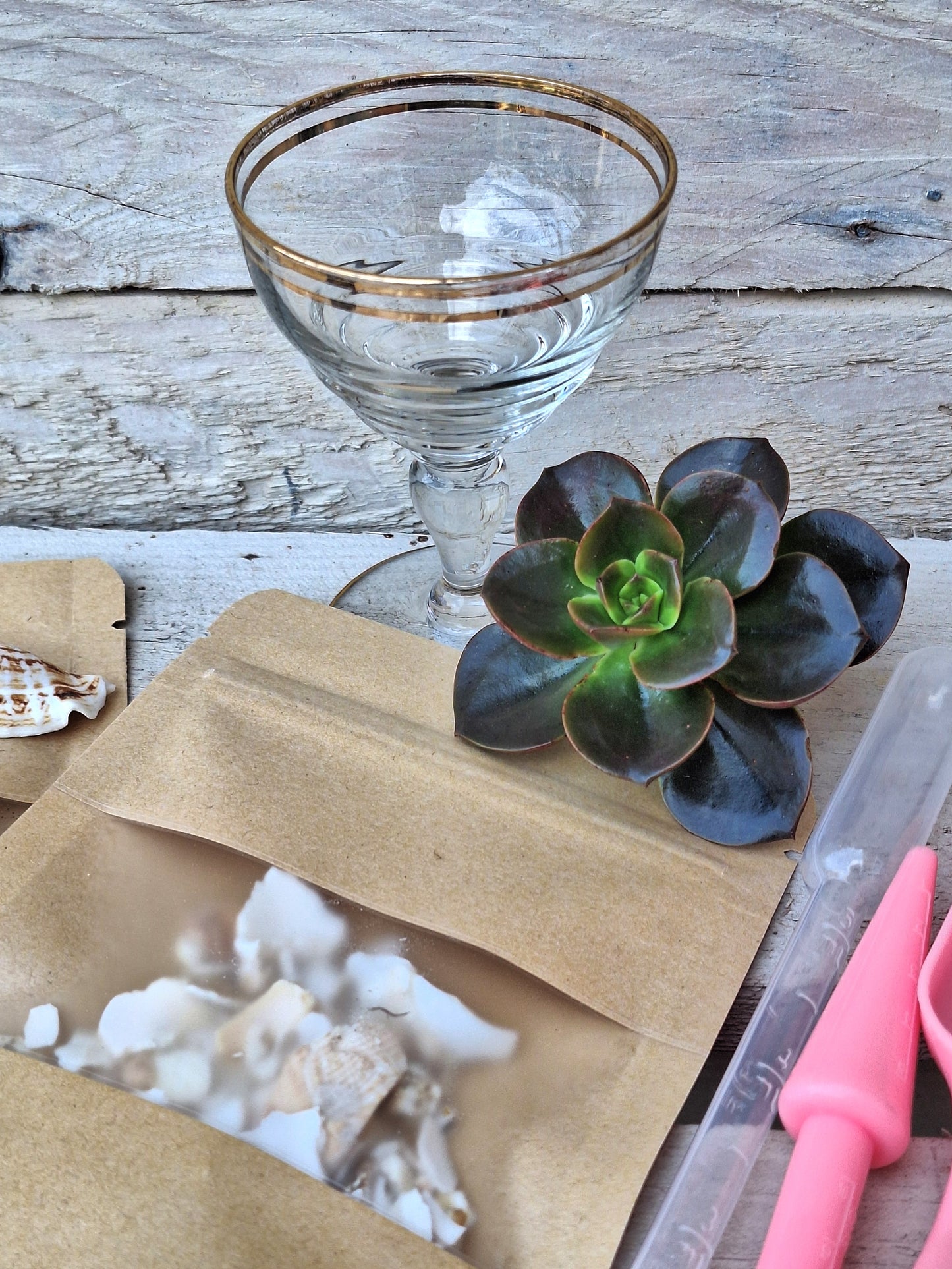 Echeveria 'Dark Prince' in repurposed liqueur glass DIY Kit