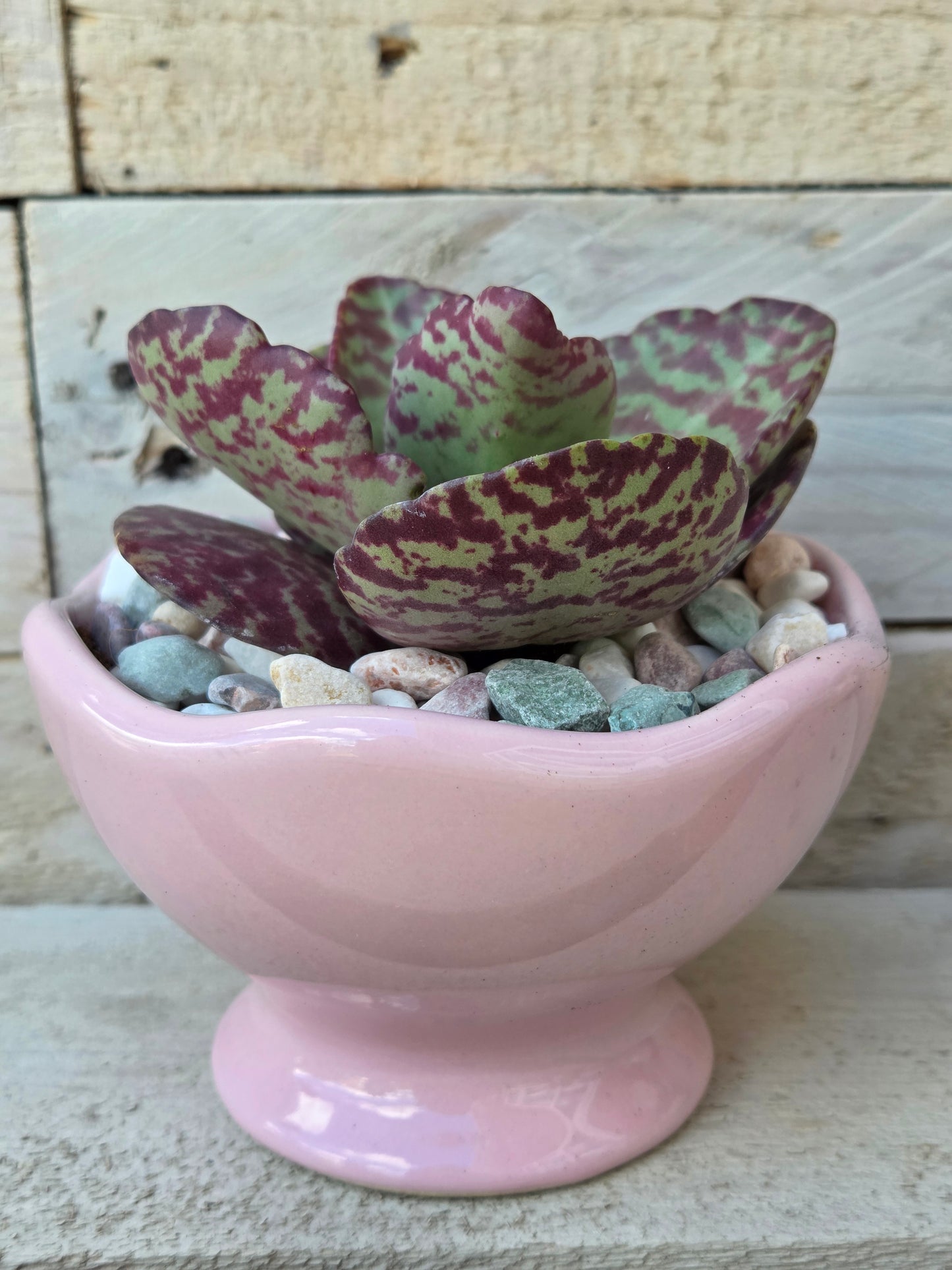 Kalanchoe Zebrina in Pink Ice Cream Bowl