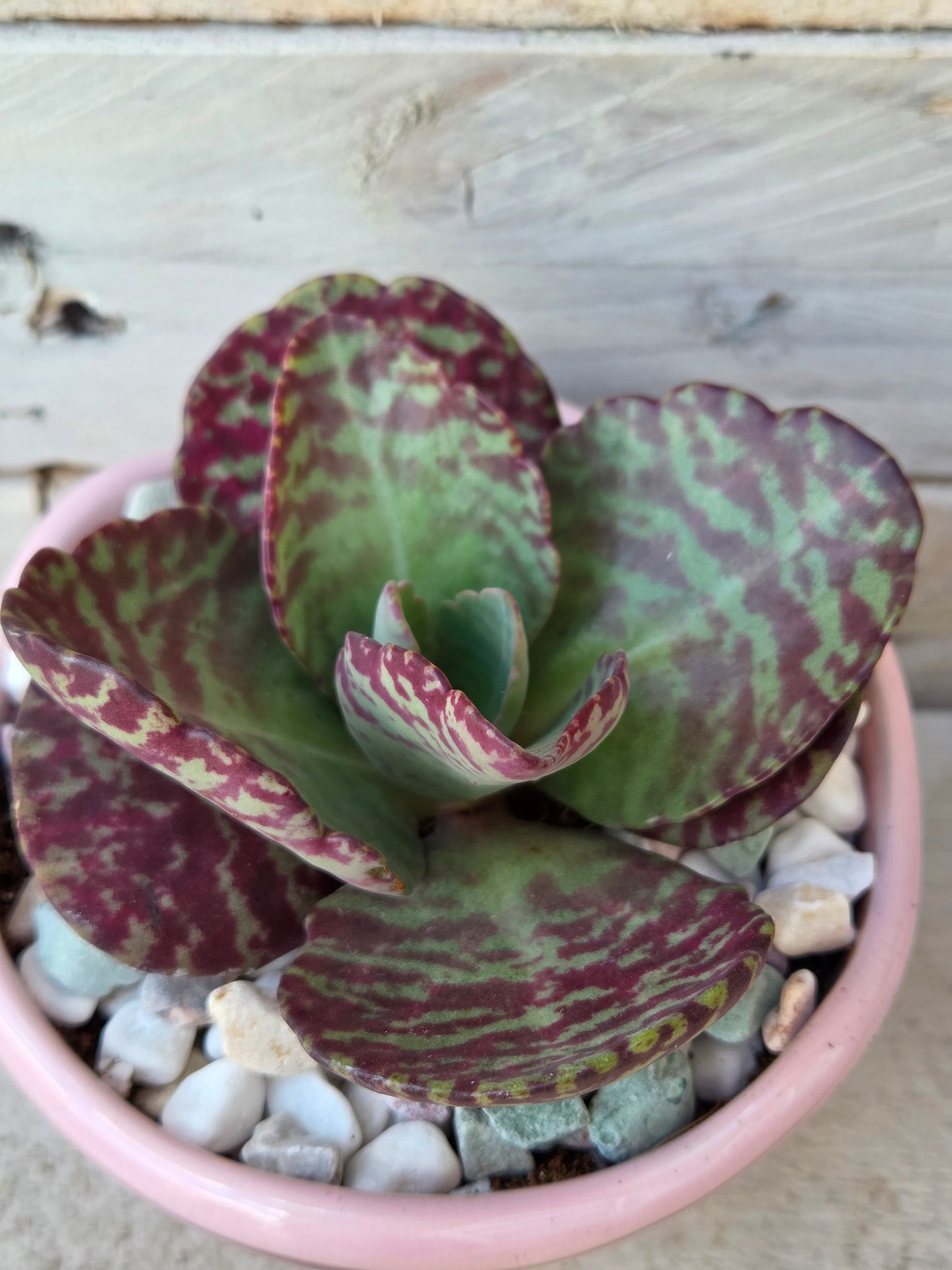 Kalanchoe Zebrina in Pink Ice Cream Bowl