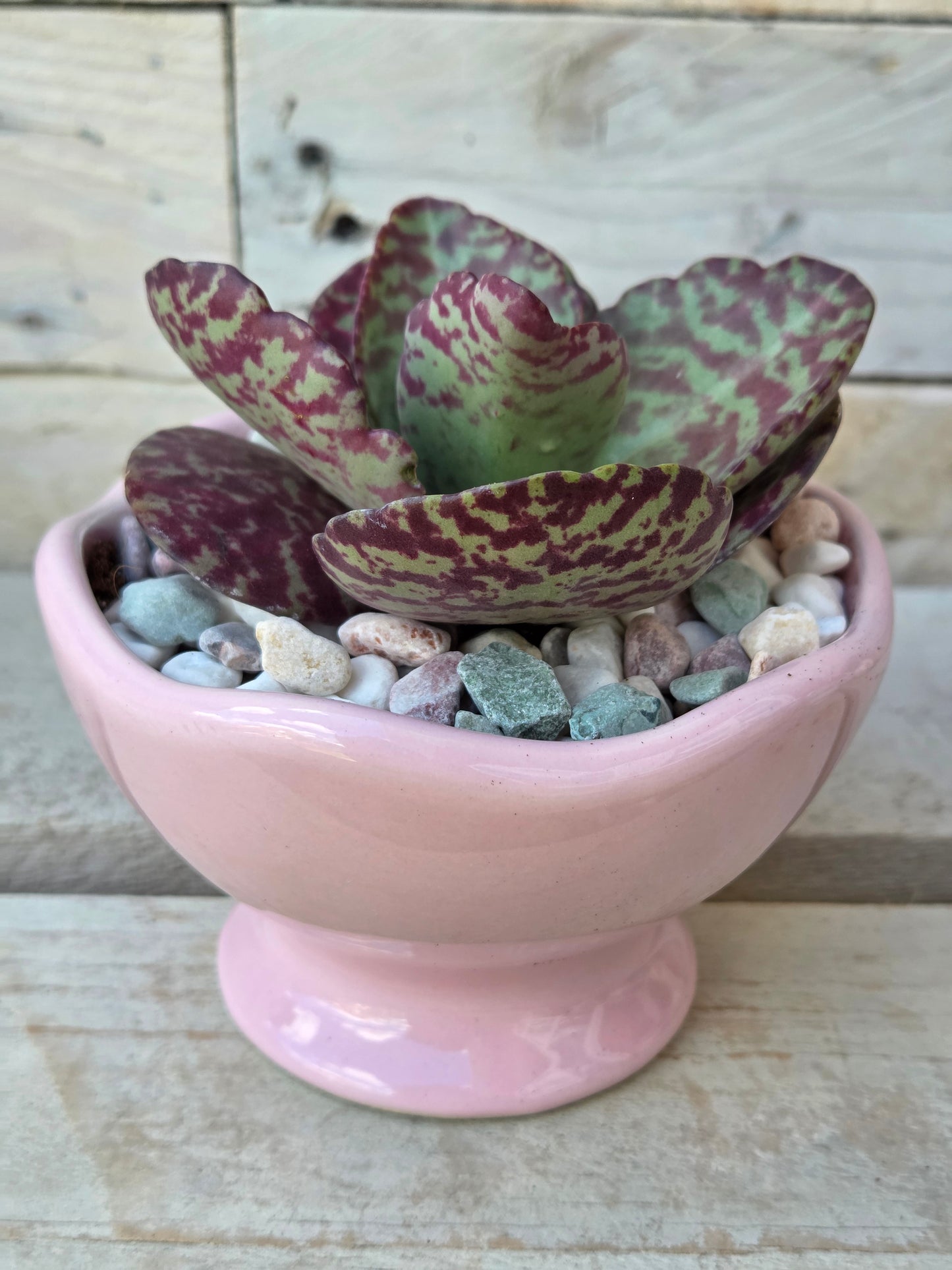 Kalanchoe Zebrina in Pink Ice Cream Bowl