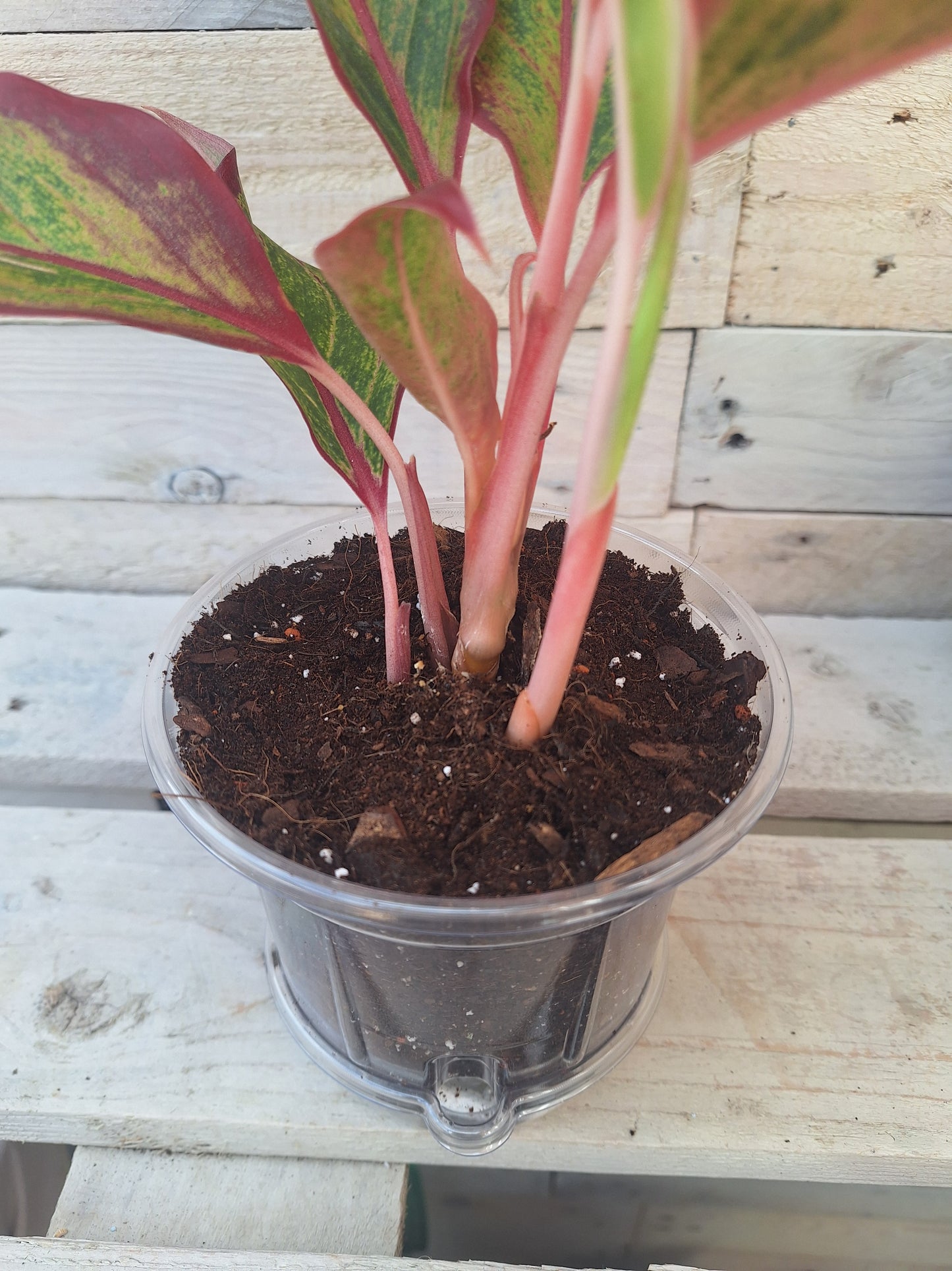 Aglaonema 'Red Fire' – Planted in Clear Self-Watering Pot (12cm)