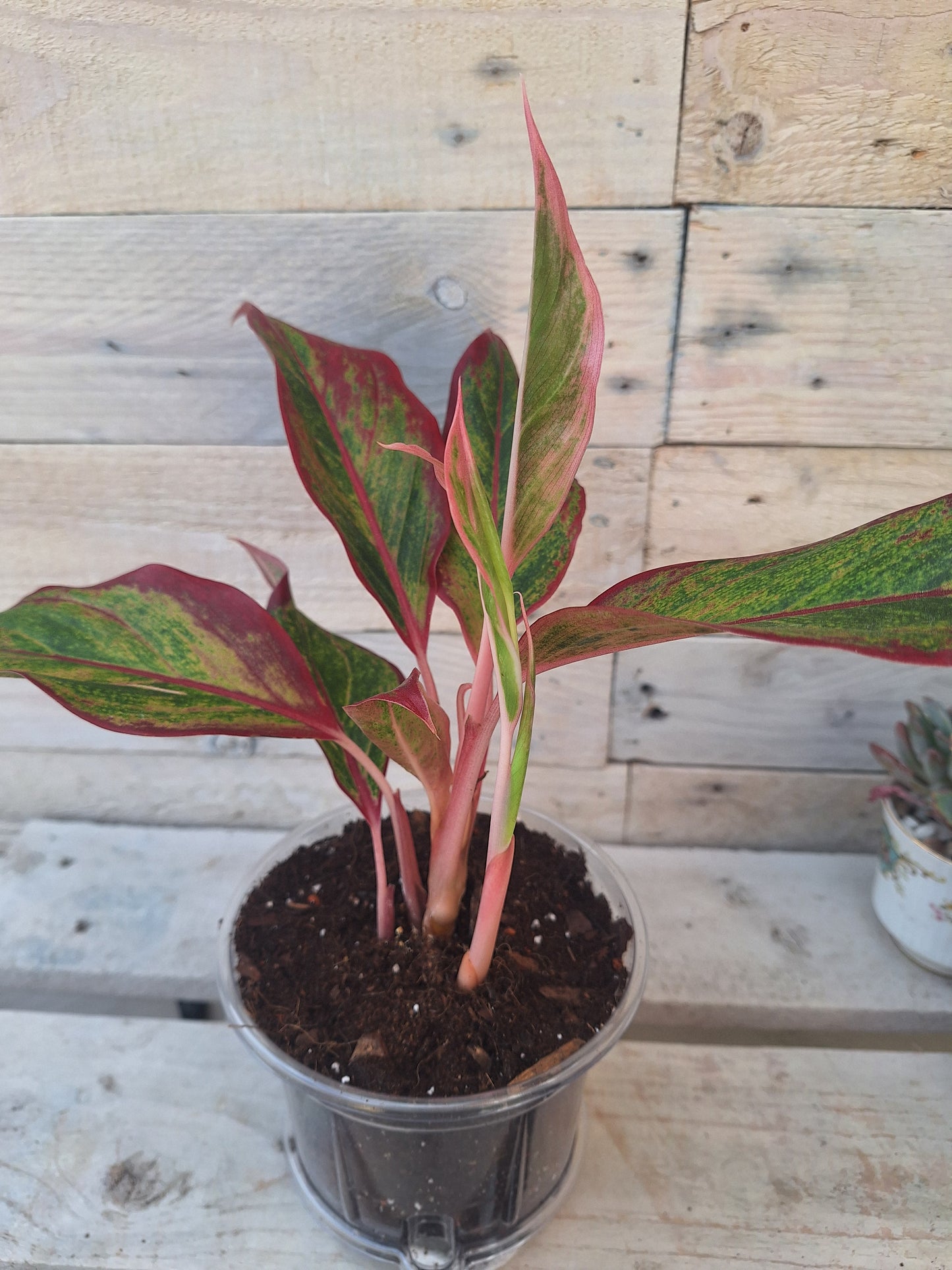 Aglaonema 'Red Fire' – Planted in Clear Self-Watering Pot (12cm)