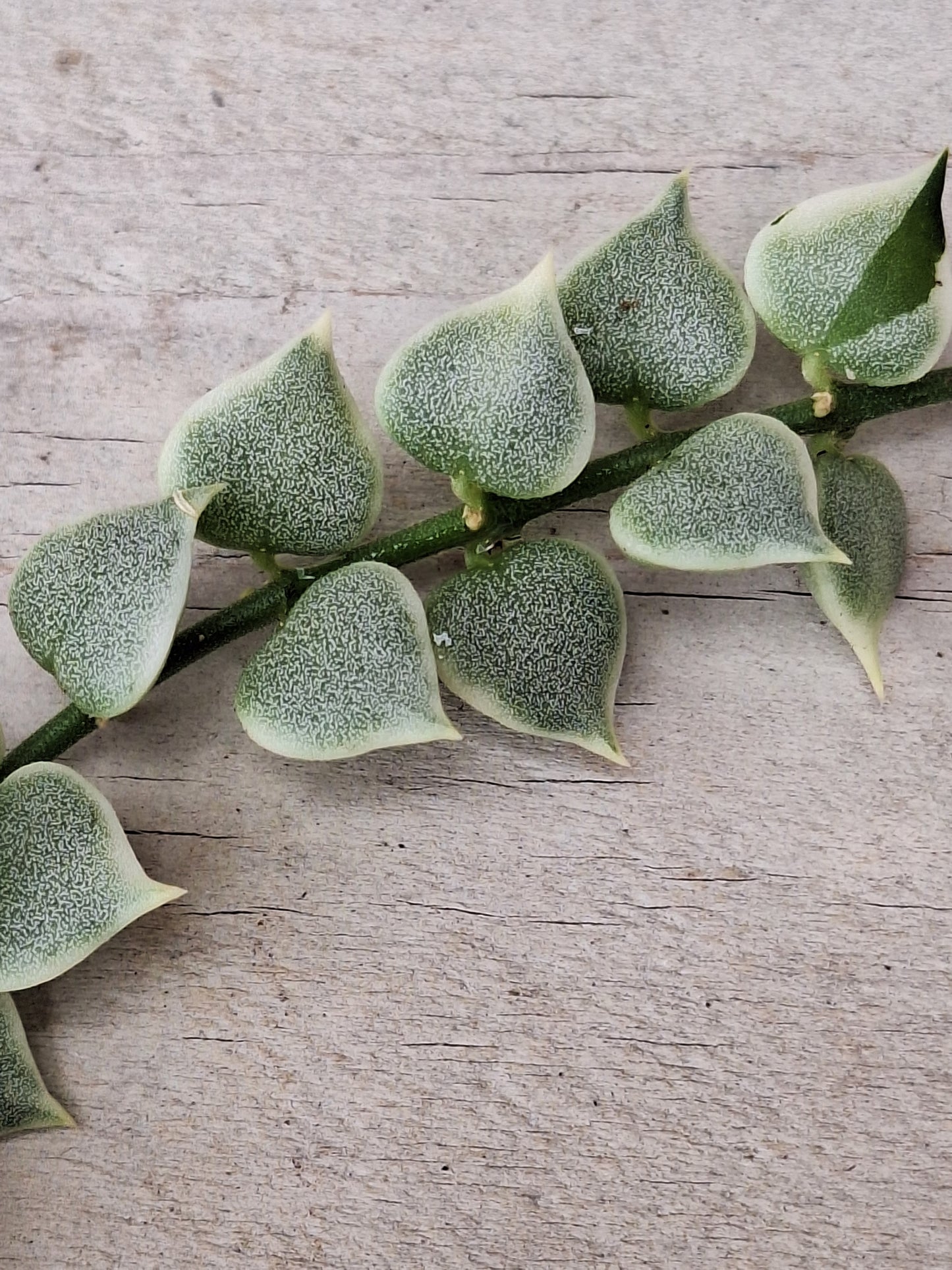 Variegated Dischidia “Million Hearts” Propagation Kit