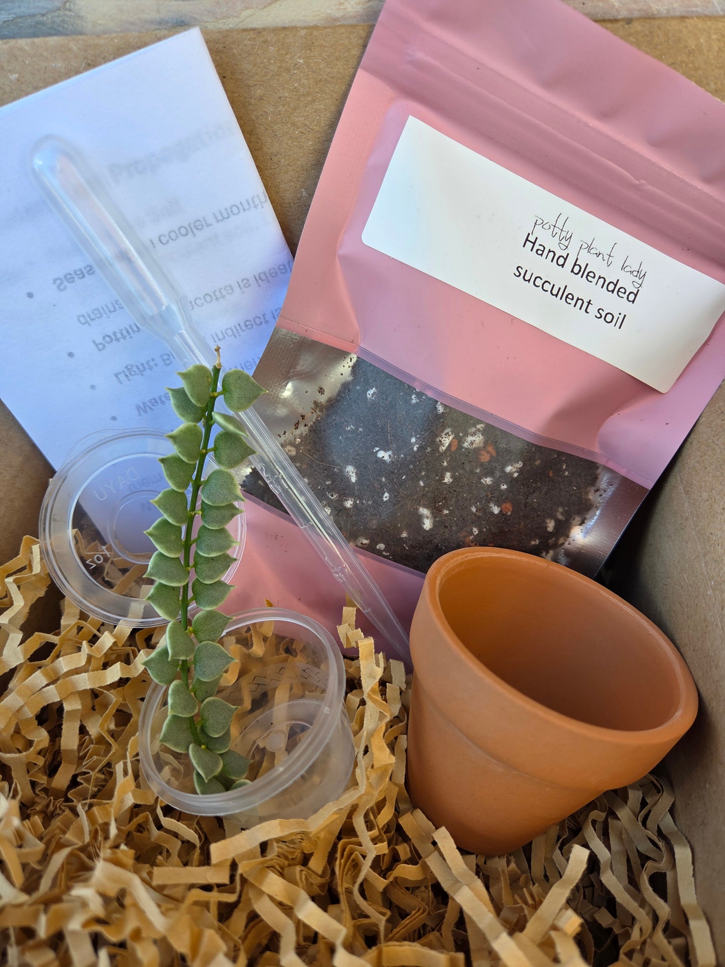 Variegated Dischidia “Million Hearts” Propagation Kit