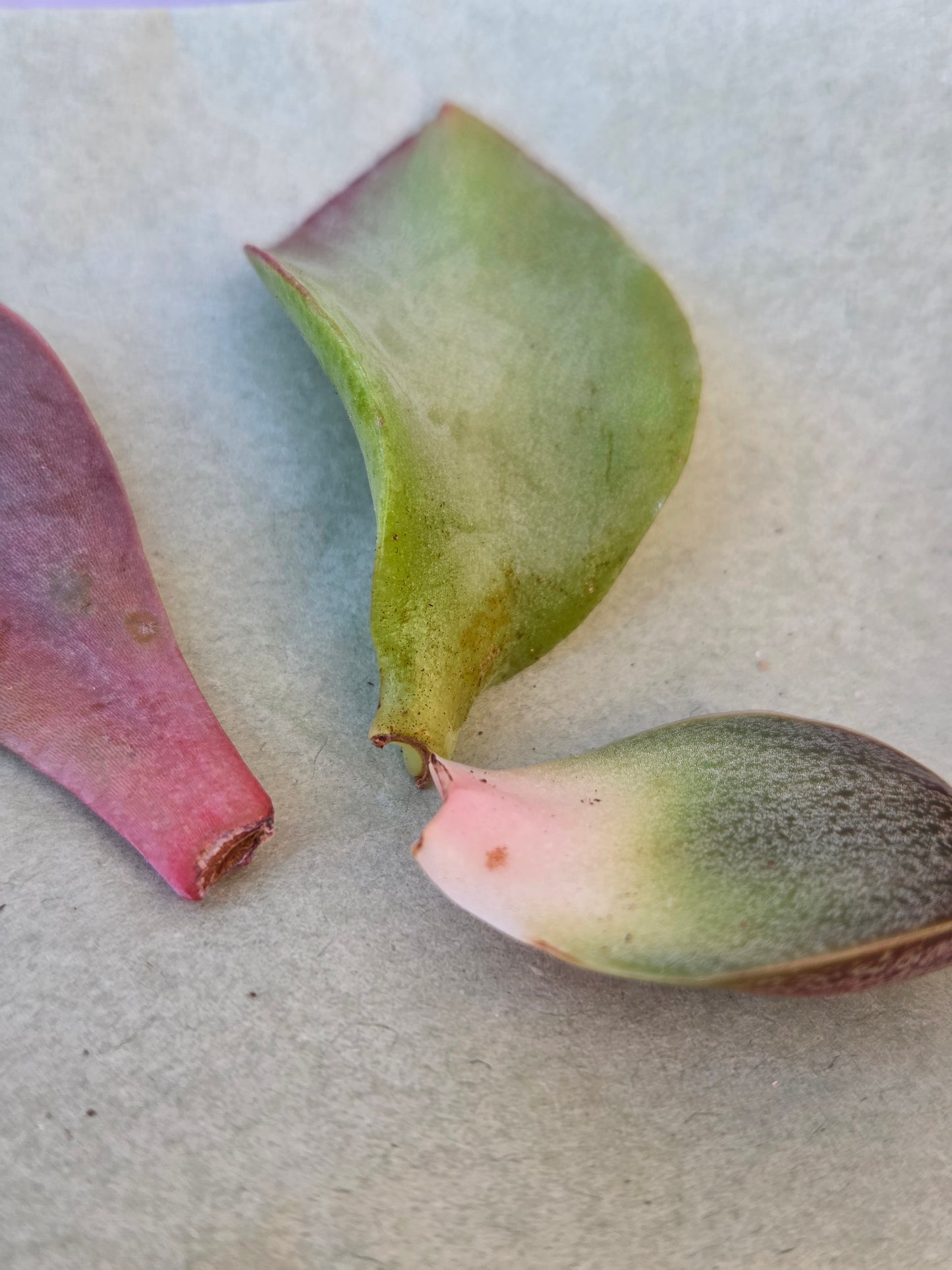 Succulent Propagation Gift Set – 3 Cuttings + Soil, Pot and Tools