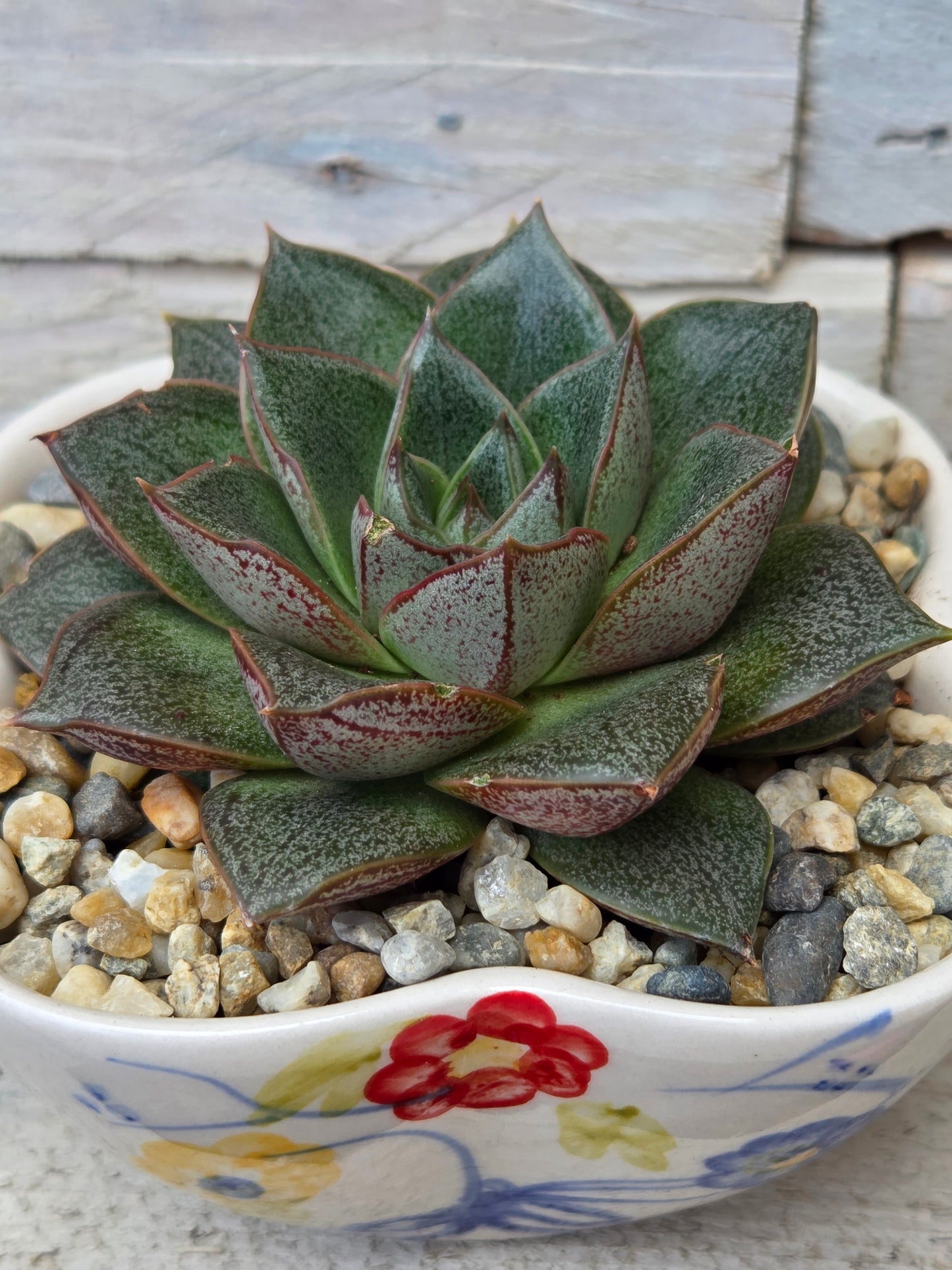 Echeveria Purpusorum in Hand-Painted Ceramic Dish