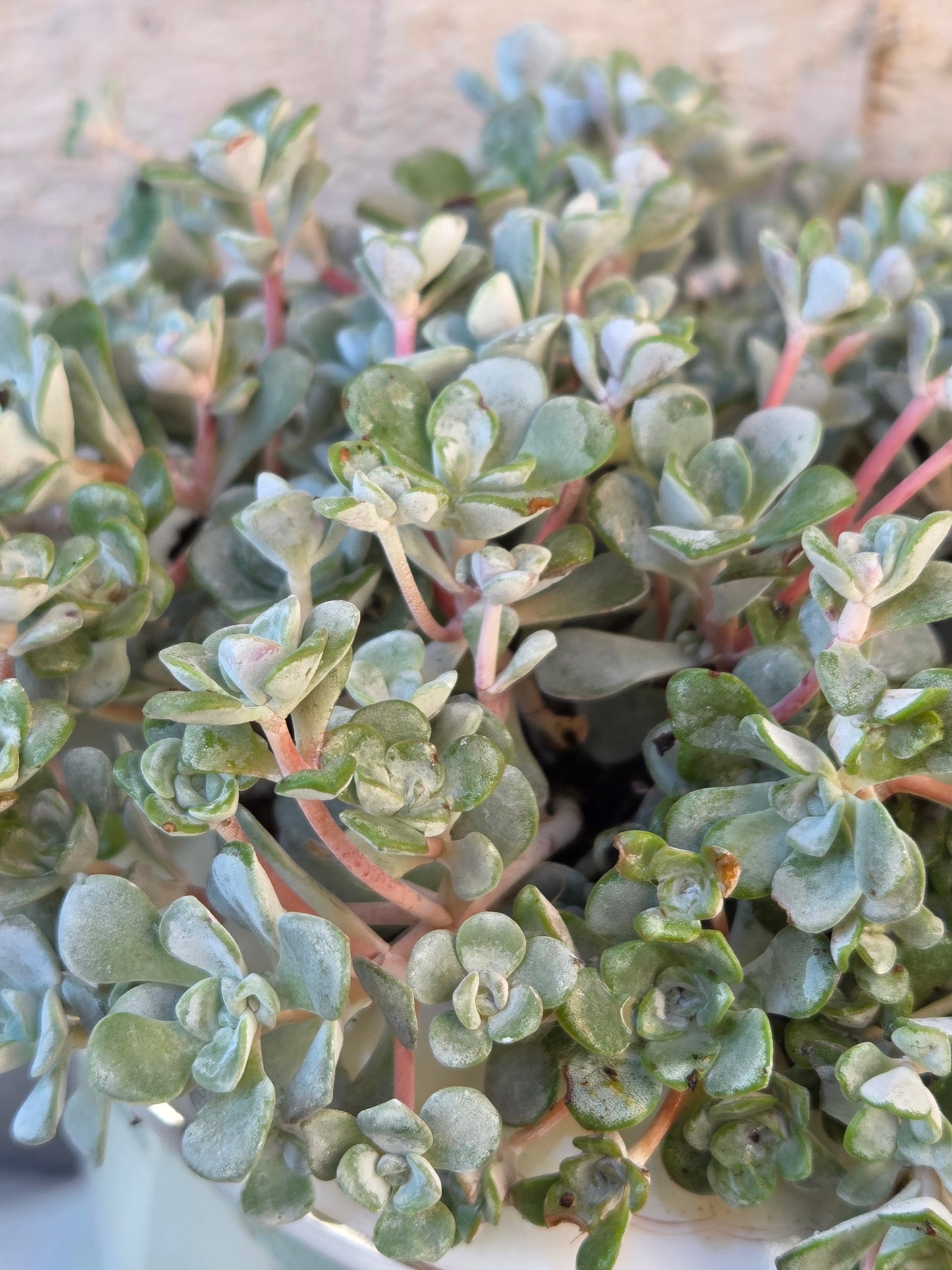 Sedum Spathulifolium in Vintage Teapot Planter