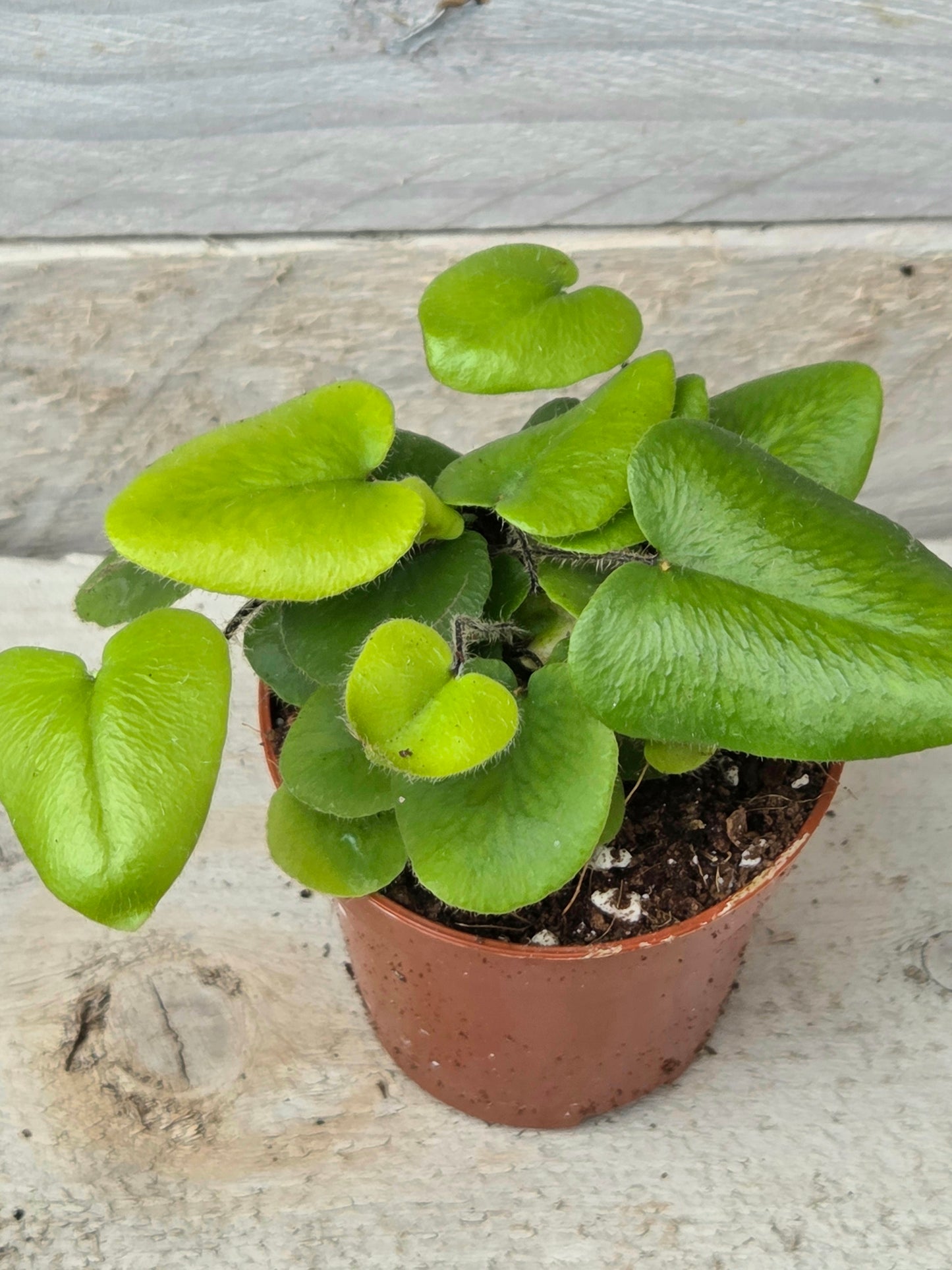 Hemionitis arifolia 'Heart Fern