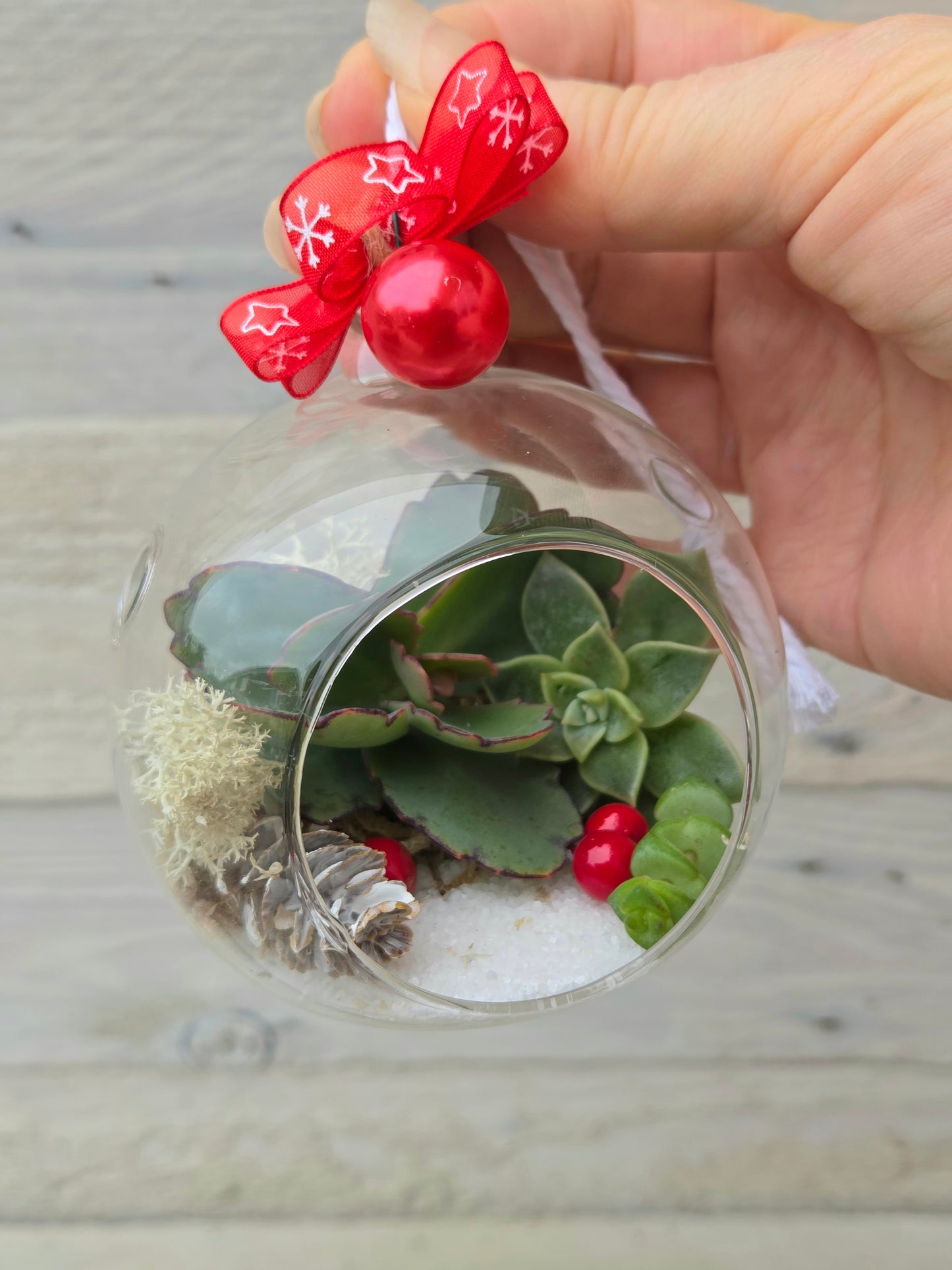 Succulent Glass Bauble – A Living Winter Gift