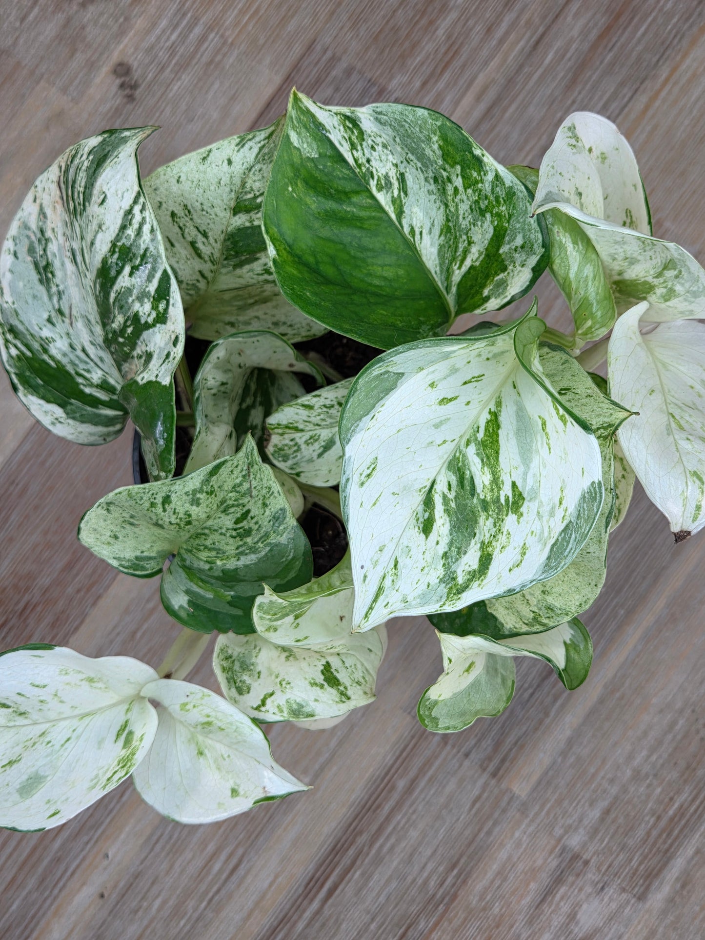 Epipremnum Manjula: The Happy Leaf Pothos