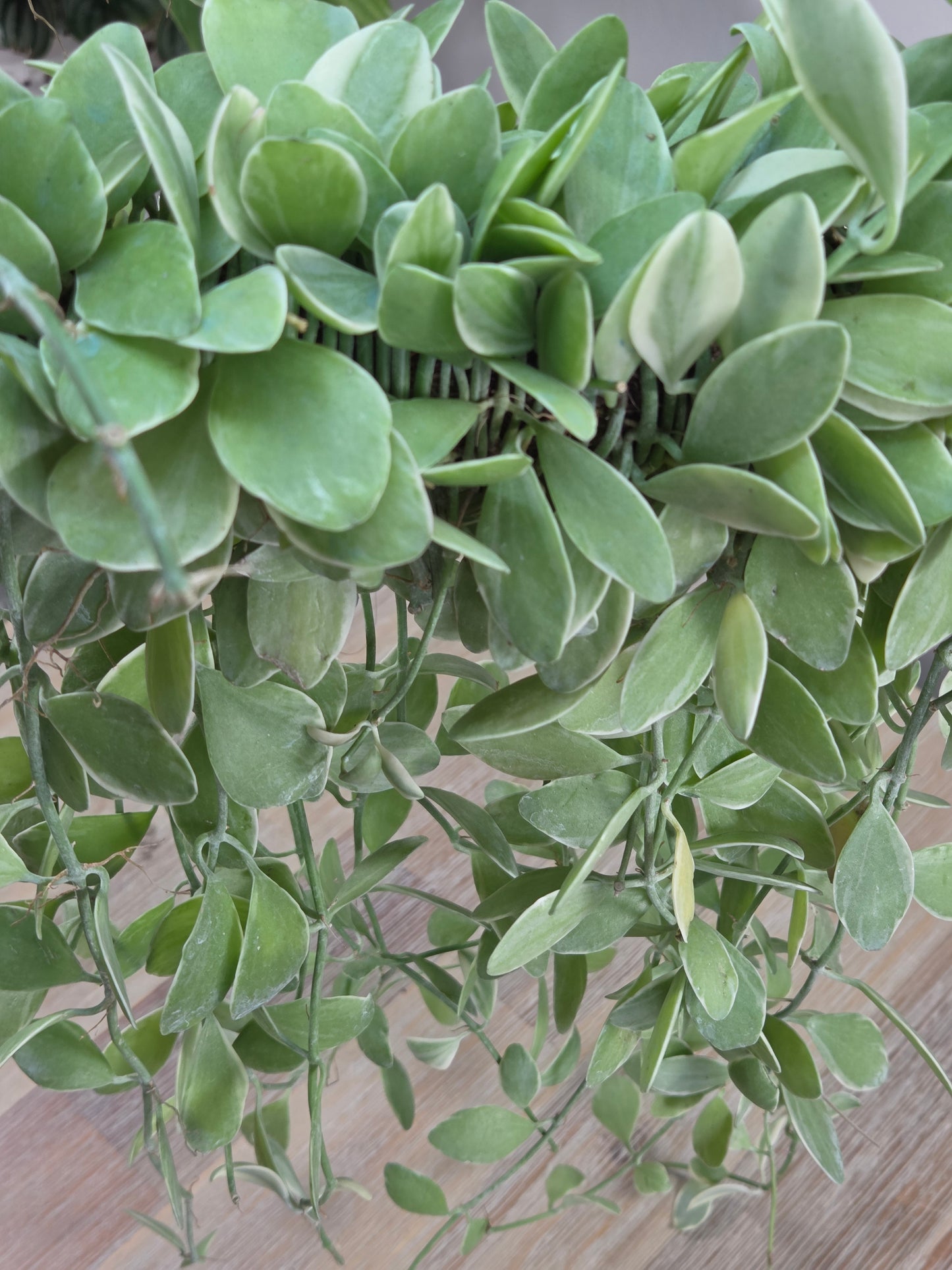 Dischidia oiantha ‘White Diamond’