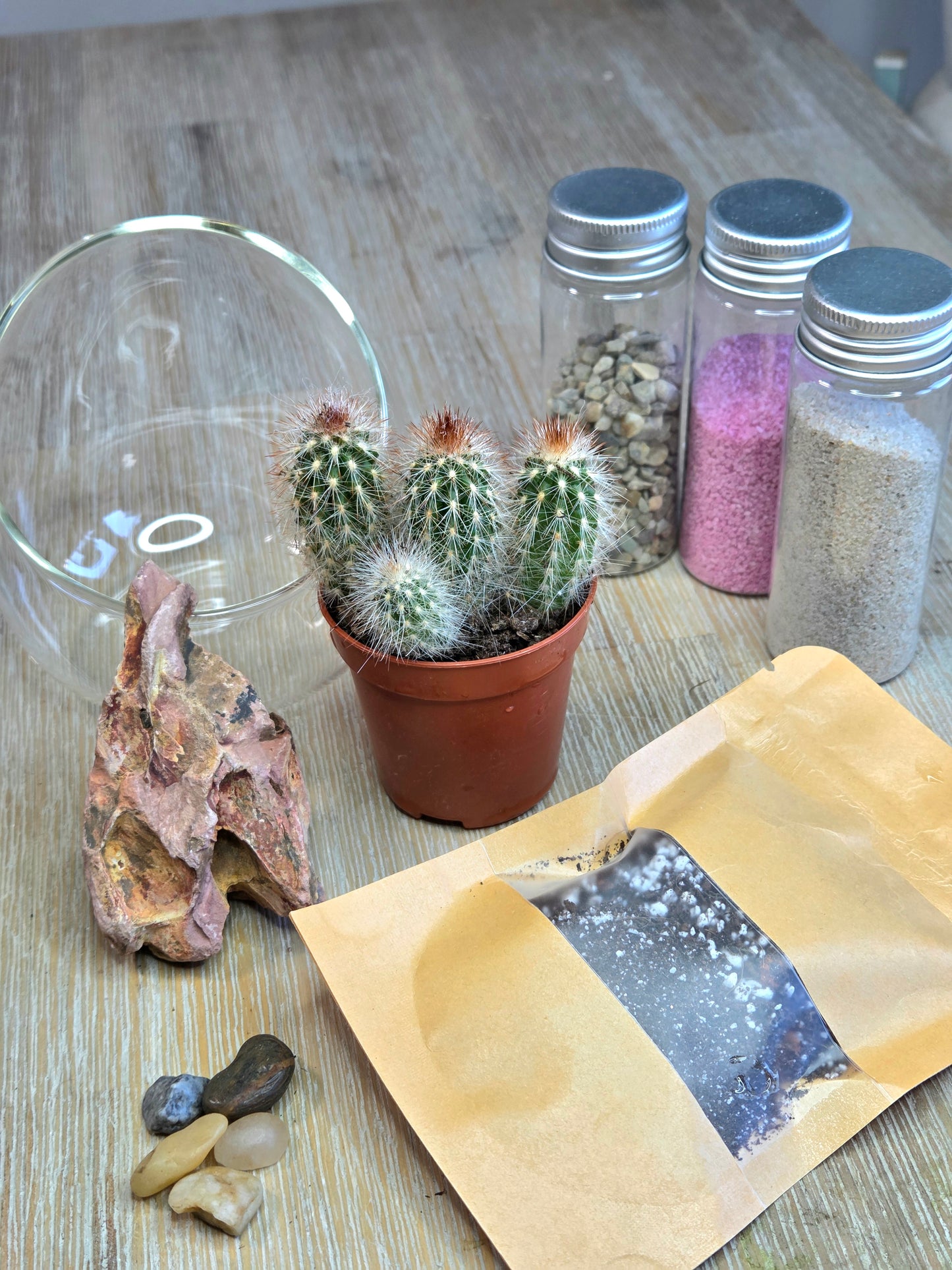 DIY Mini Glass Cactus Terrarium Kit