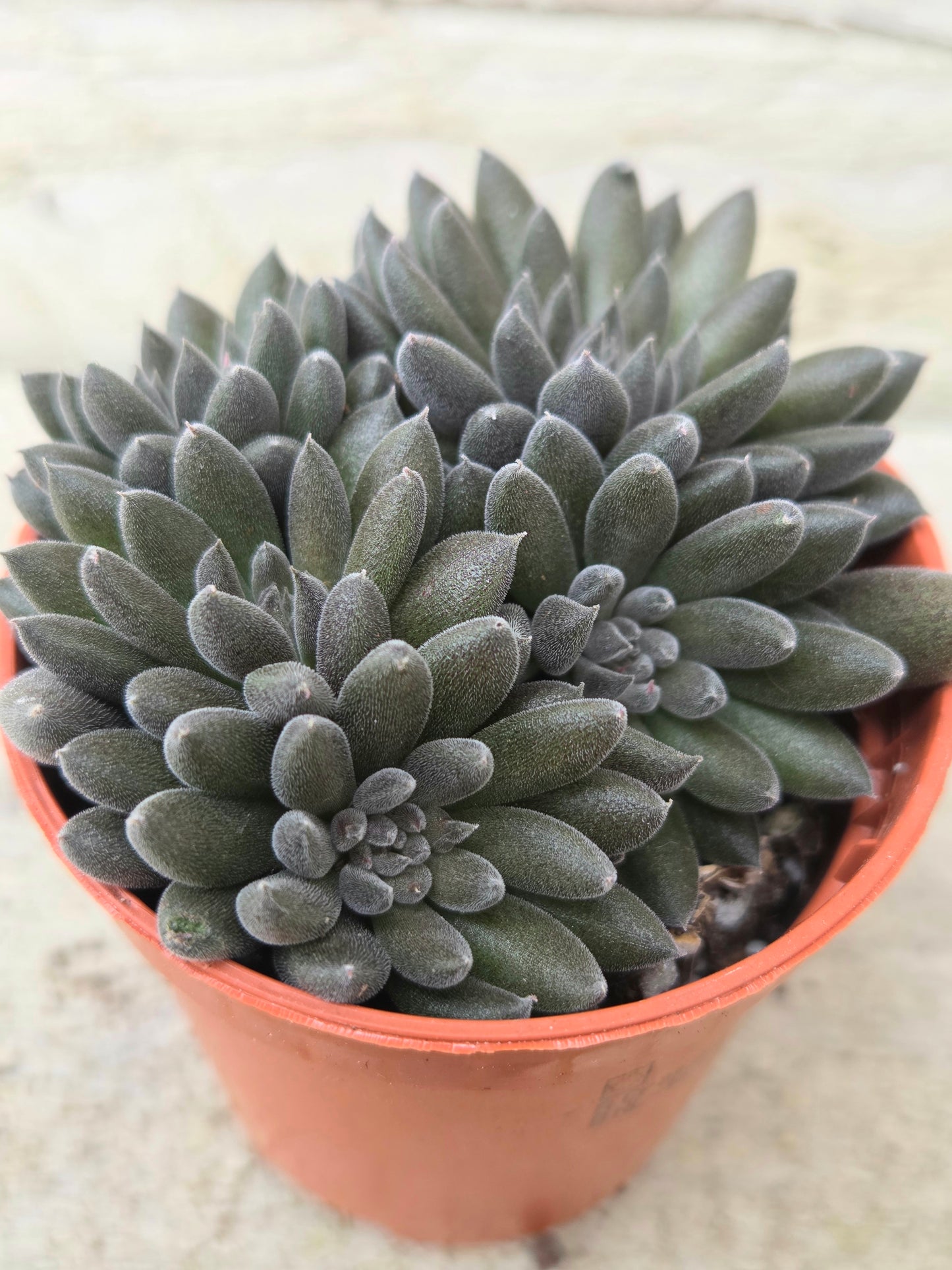 Crassula crassimus in a 5.5cm Pot