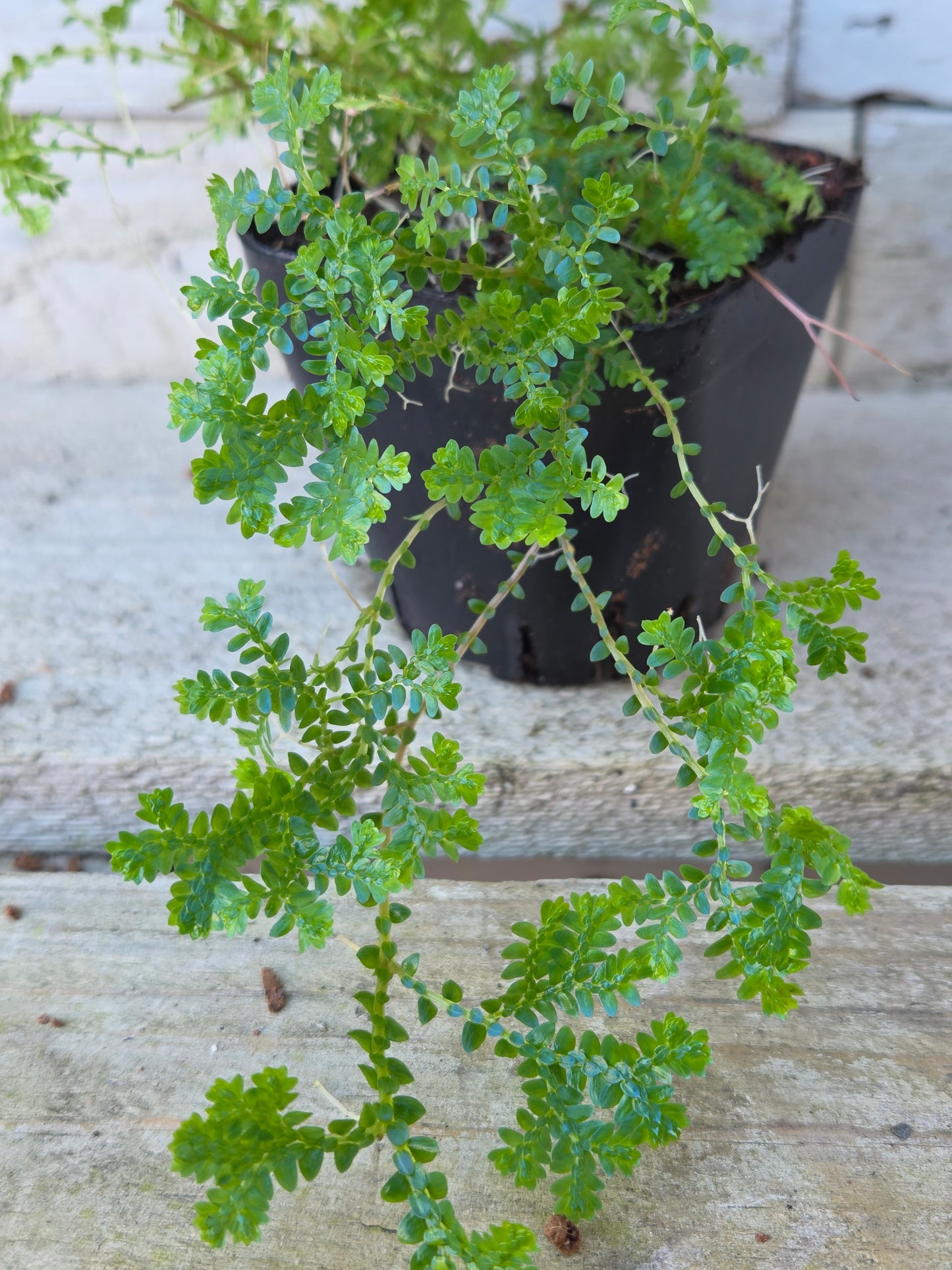 Selaginella uncinata ‘Peacock / Rainbow Moss’ – Terrarium Plant