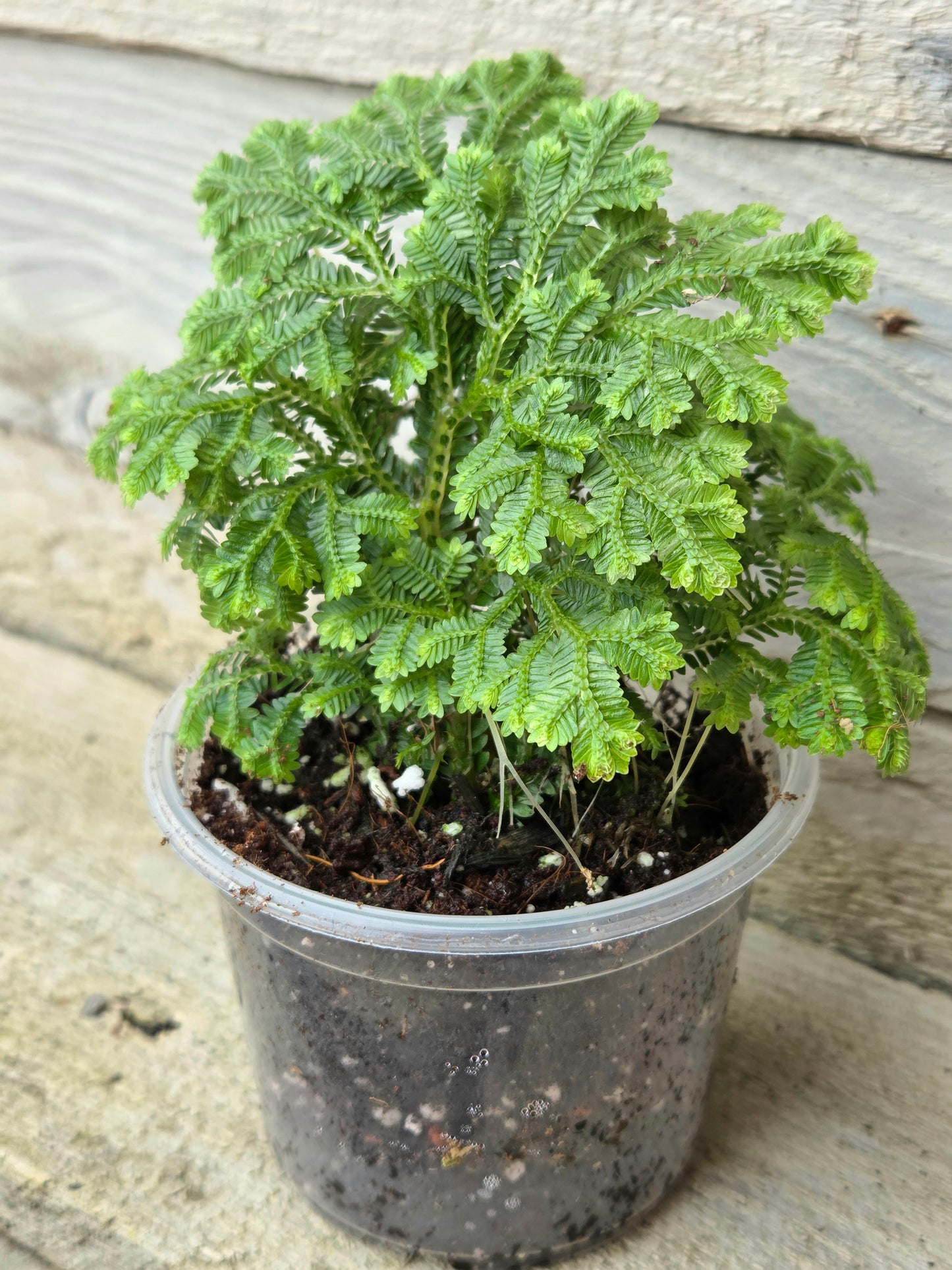 Selaginella martensii ‘Jori’