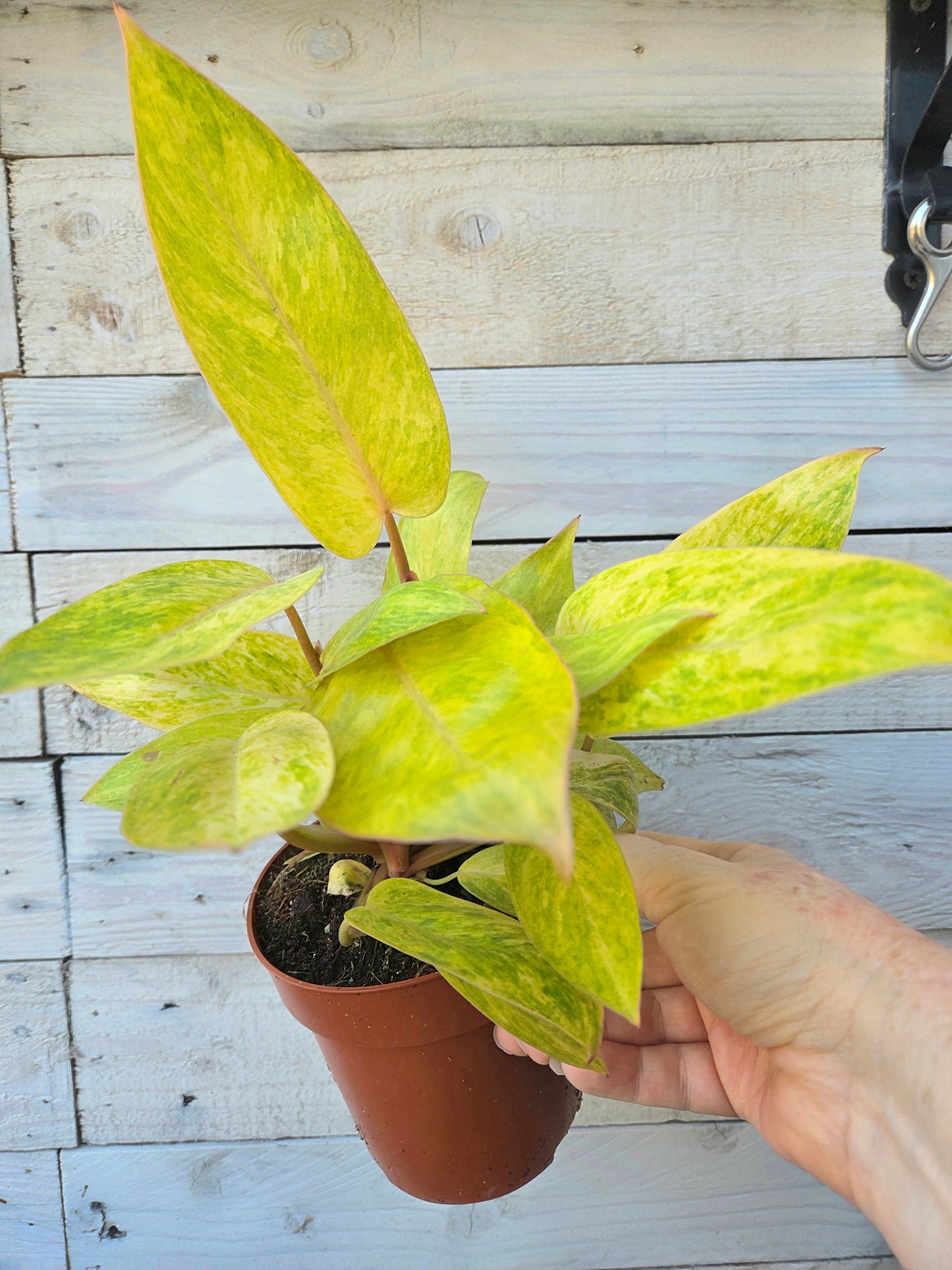 Philodendron Painted Lady in 12cm Nursery Pot