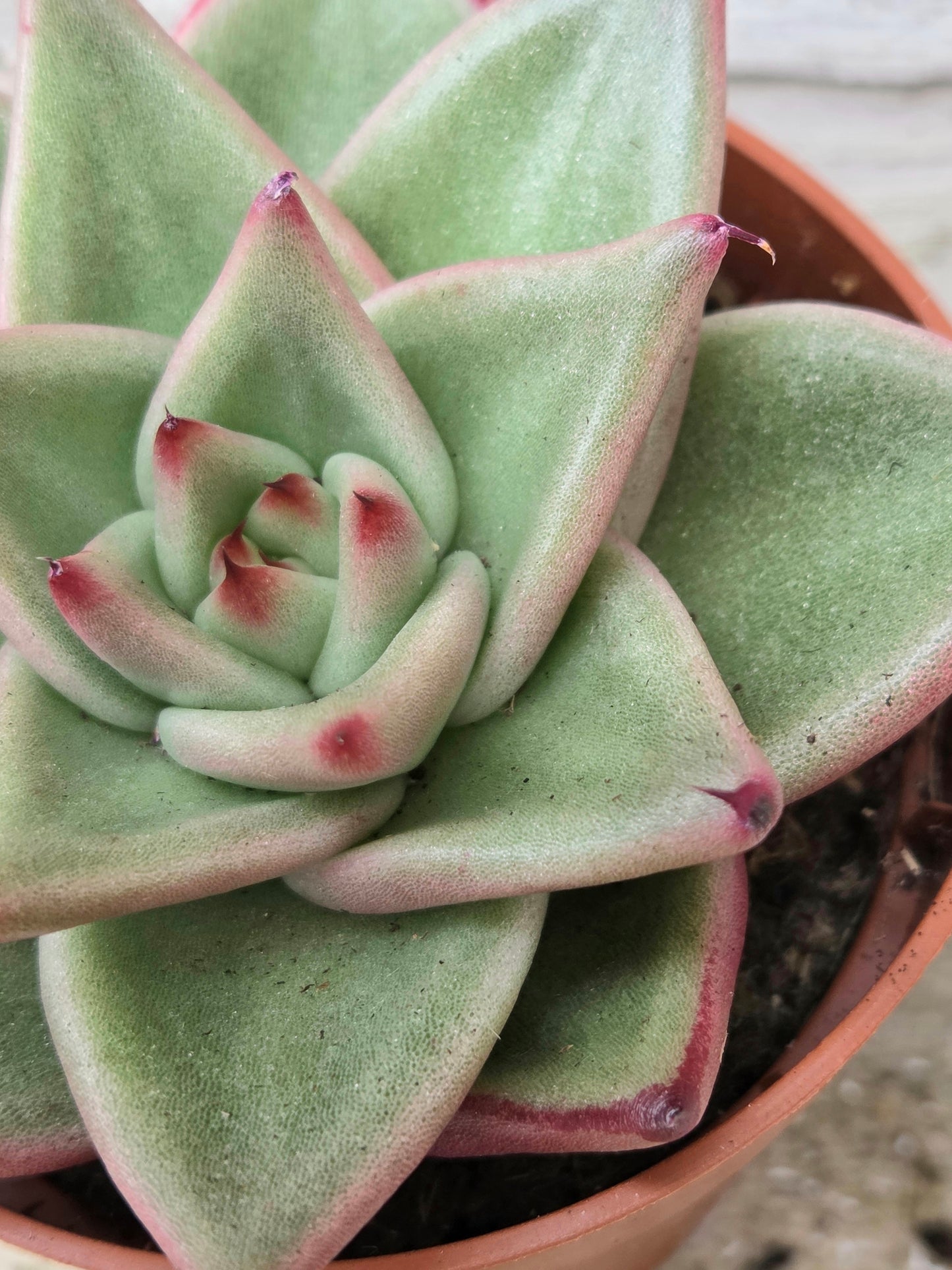Echeveria ‘Dark Line’