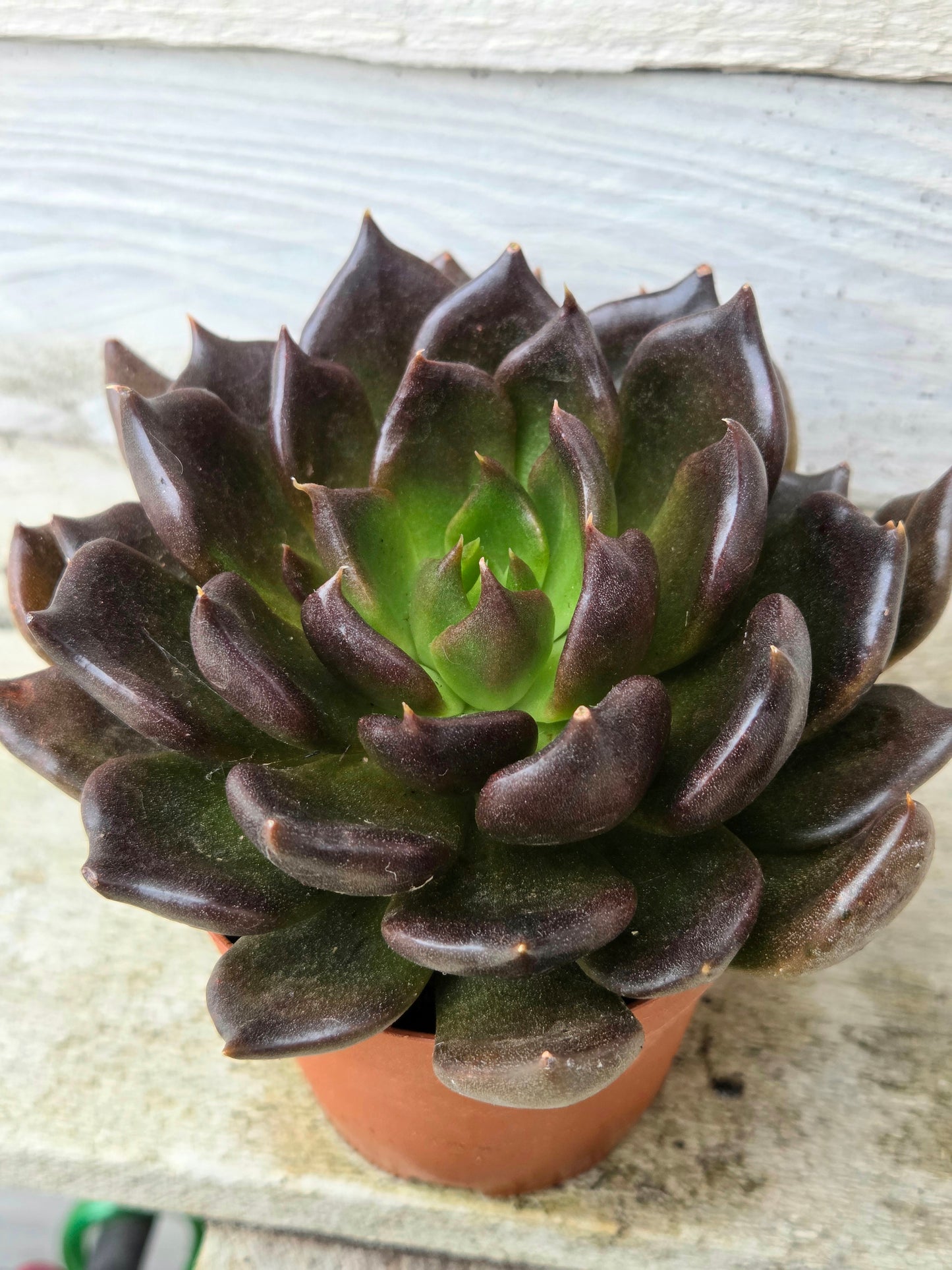 Echeveria 'Black Prince'