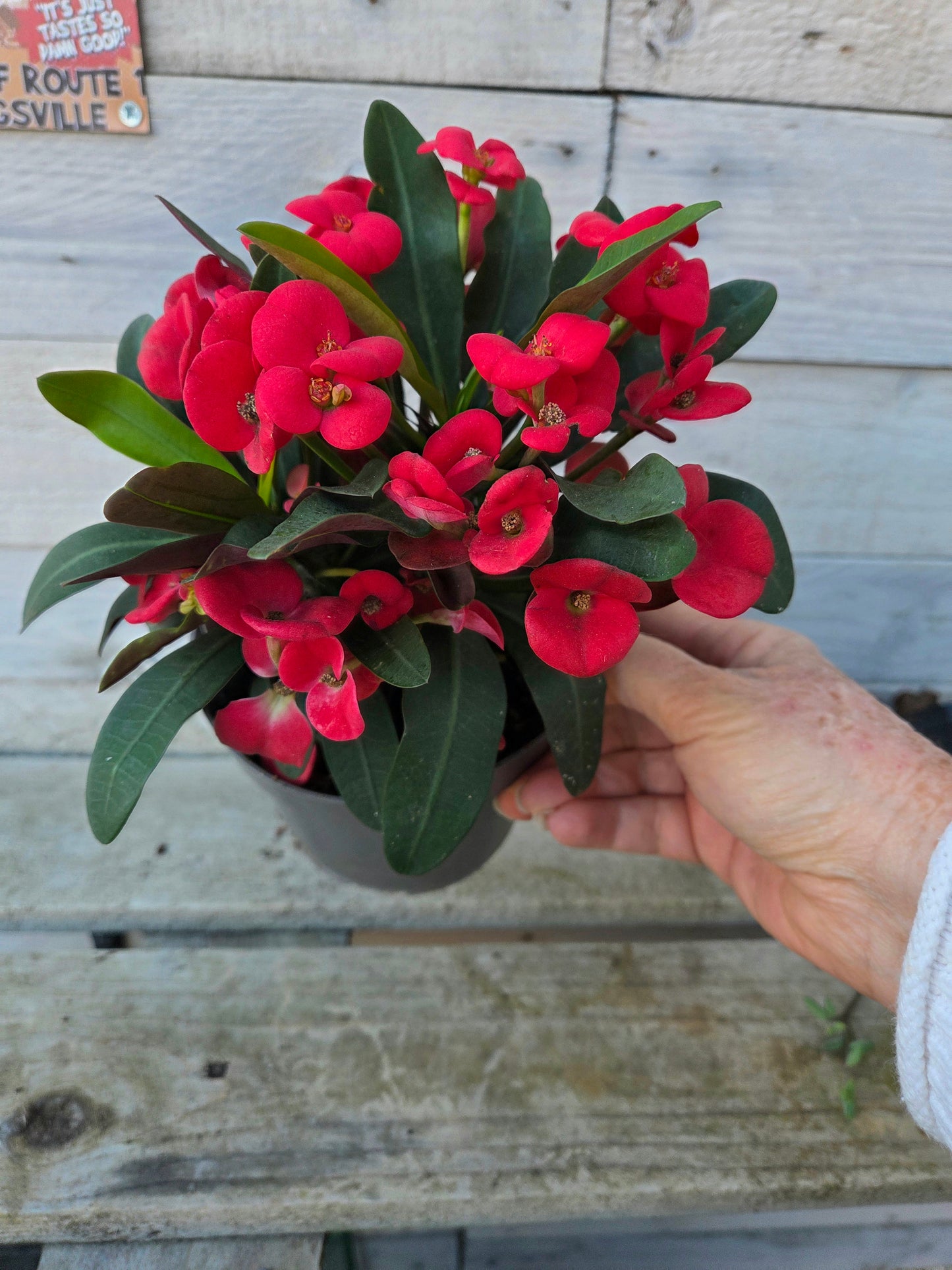 Euphorbia milii ‘Maxi Olympia’ – Crown of Thorns in a 15cm Nursery Pot