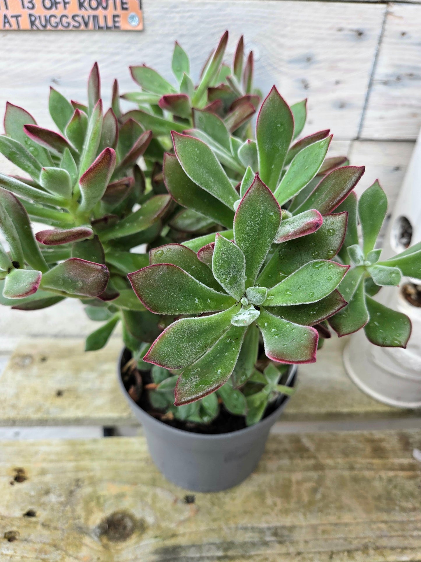 Echeveria Devotion