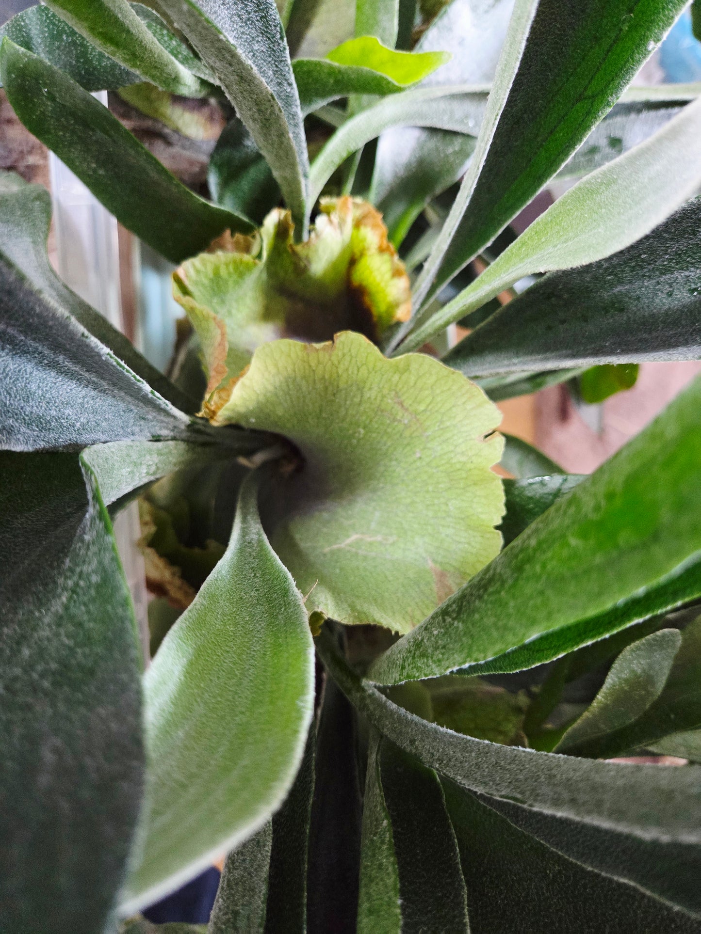 Platycerium bifurcatum – Staghorn Fern