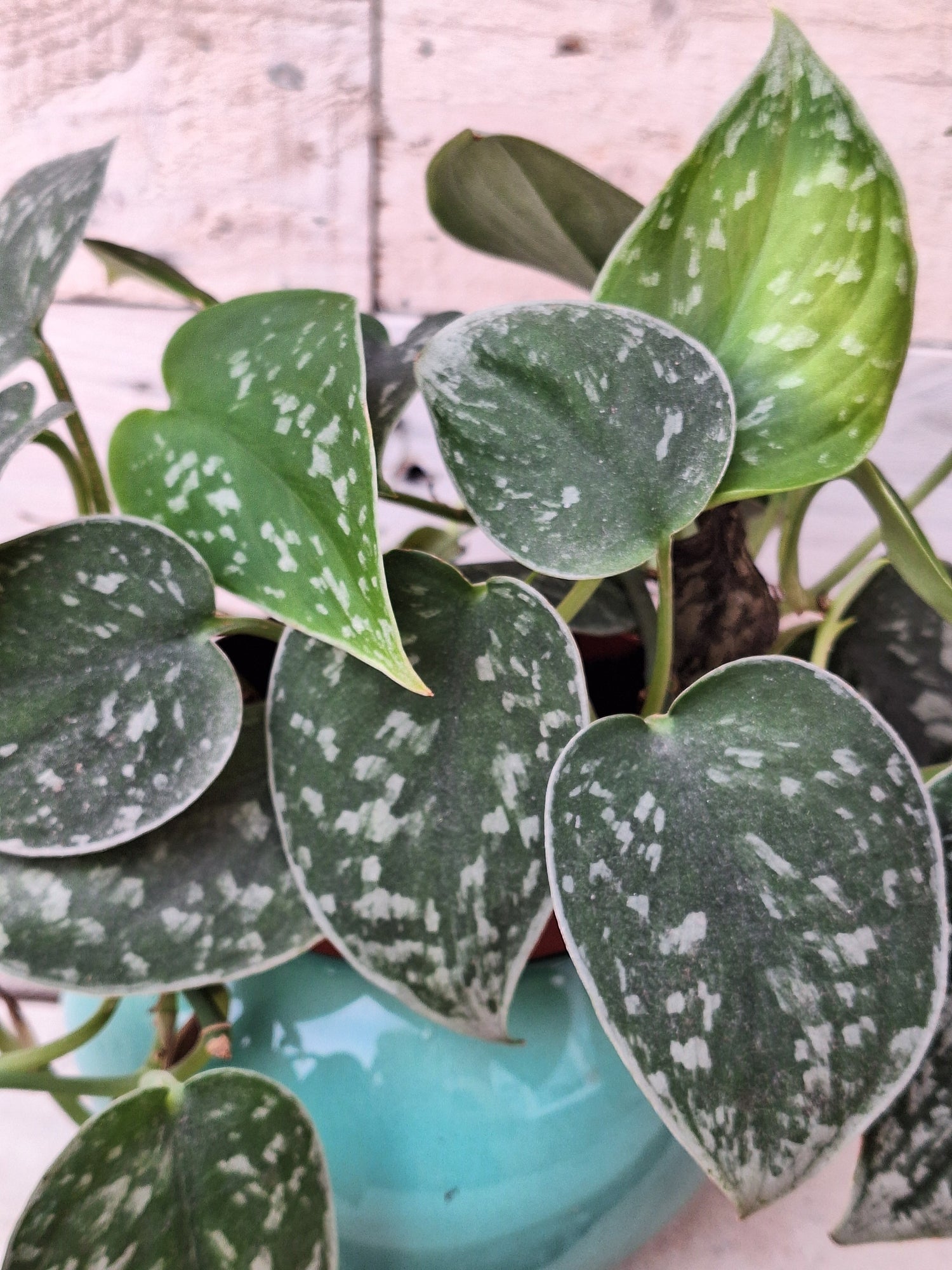 Houseplants
