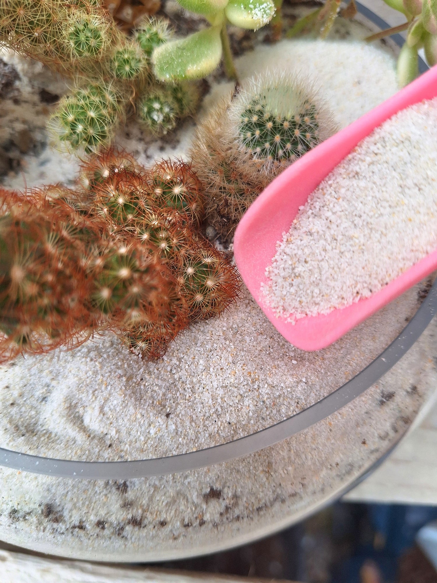 Terrariums and DIY kits