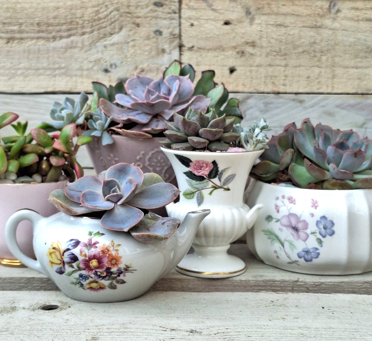 Succulent Mini Gardens