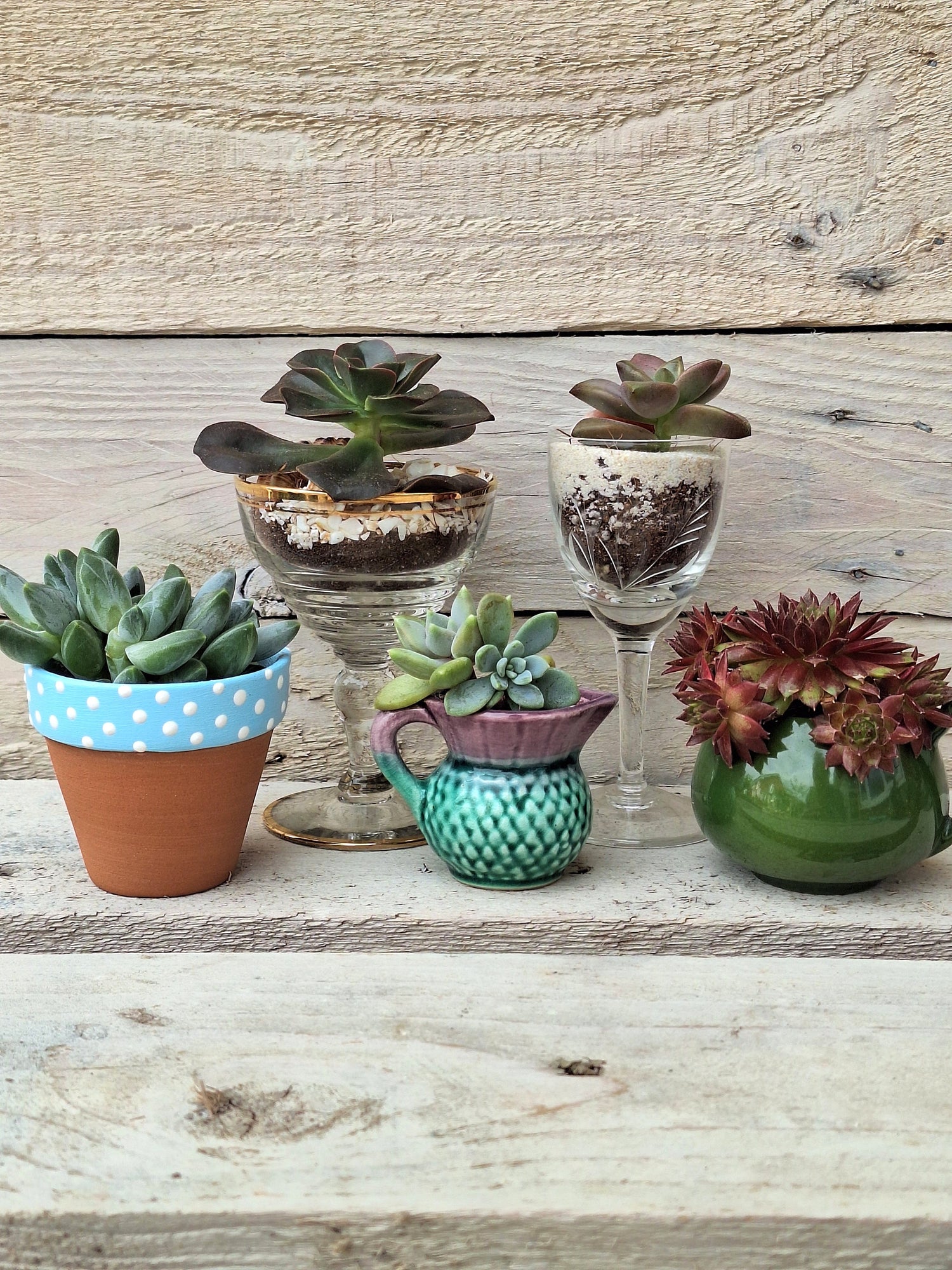 A variety of succulents displayed in liqueur glasses or mini ornamental jugs and terracotta pots 