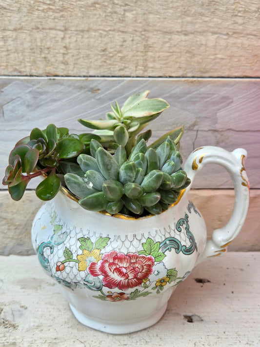 Milk Jug Succulent Garden