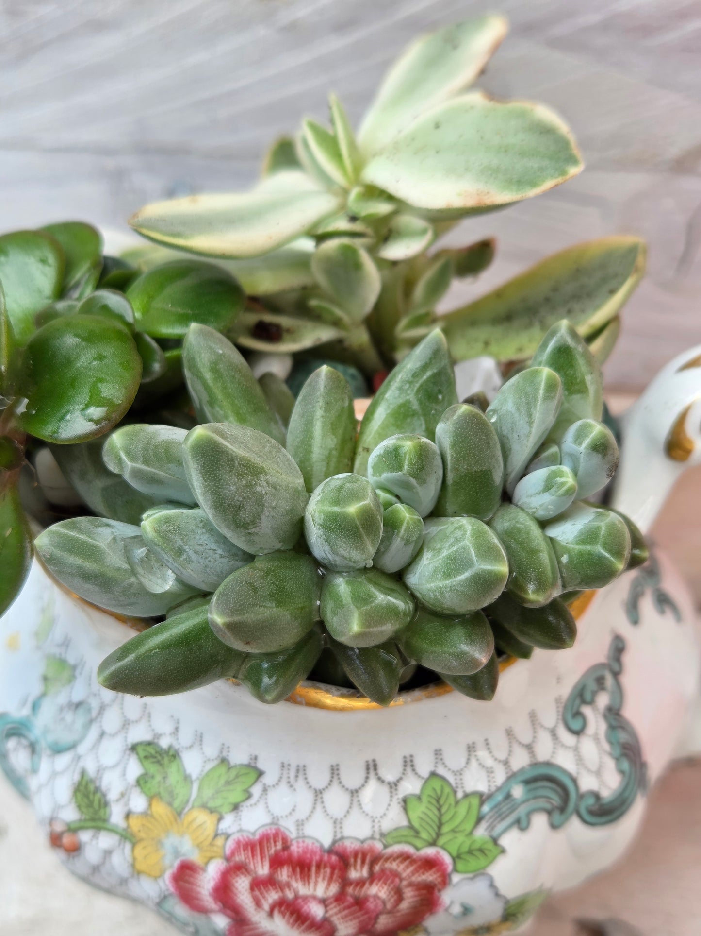 Milk Jug Succulent Garden