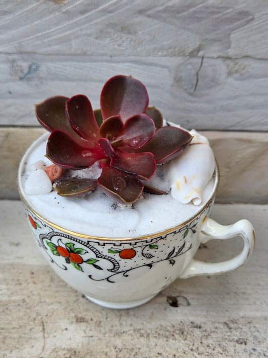 Magic Red Echeveria Teacup Garden
