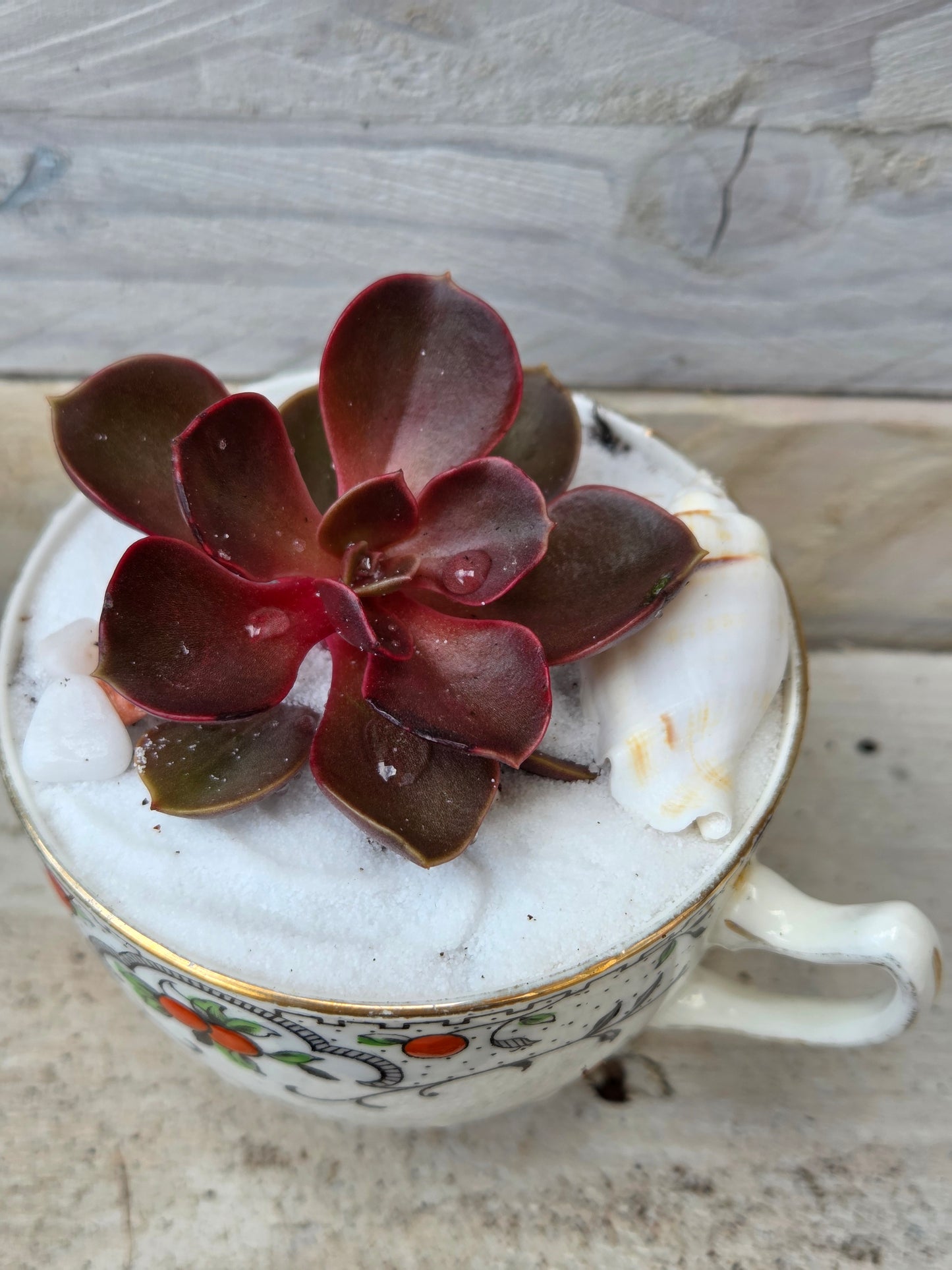 Magic Red Echeveria Teacup Garden