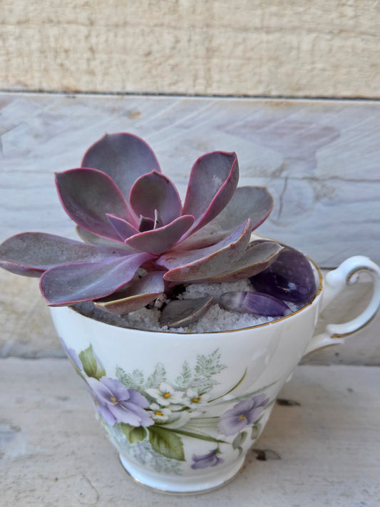 Echeveria “Perle von Nurnberg” purple pearl succulent teacup garden