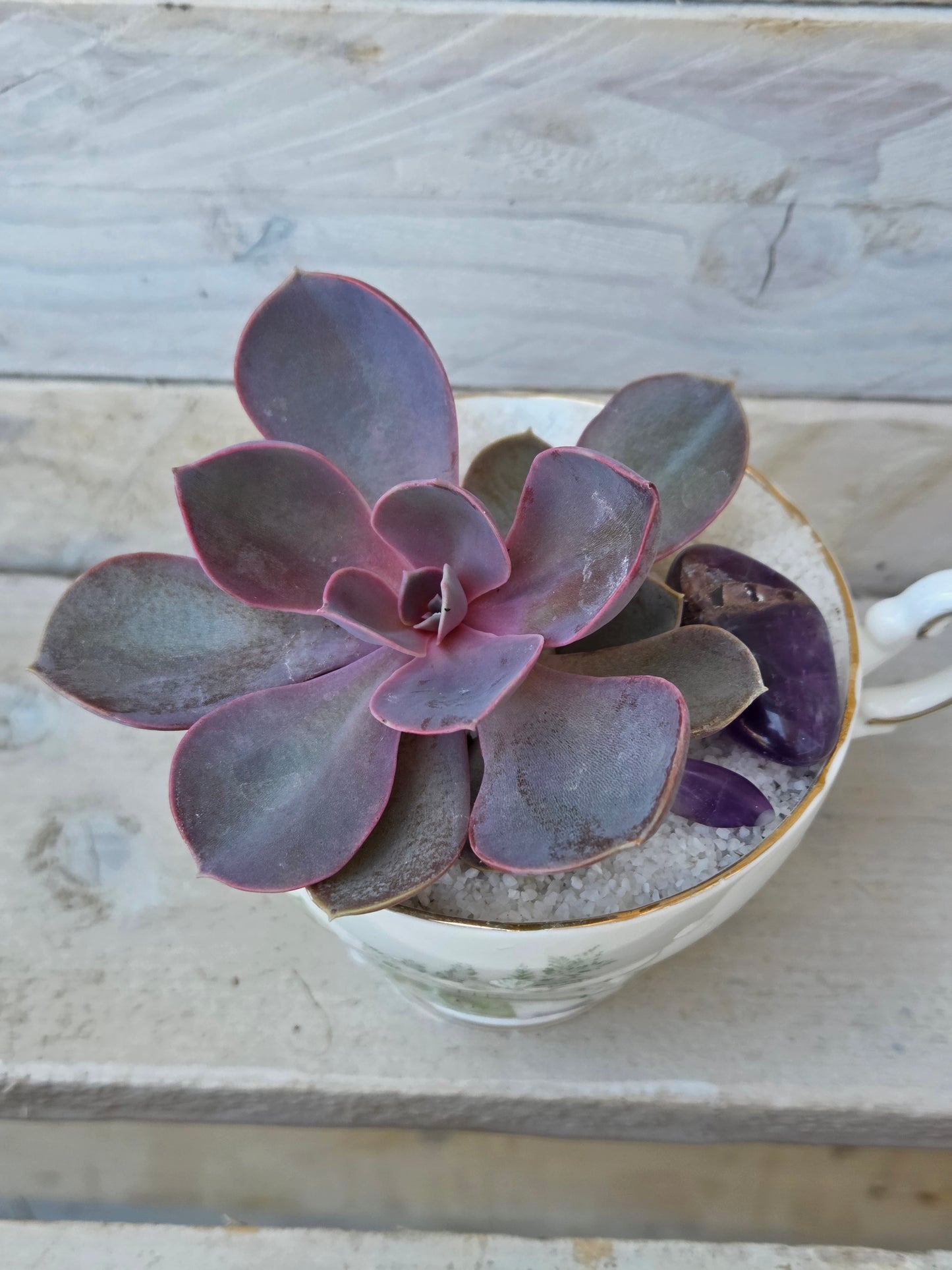Echeveria “Perle von Nurnberg” purple pearl succulent teacup garden