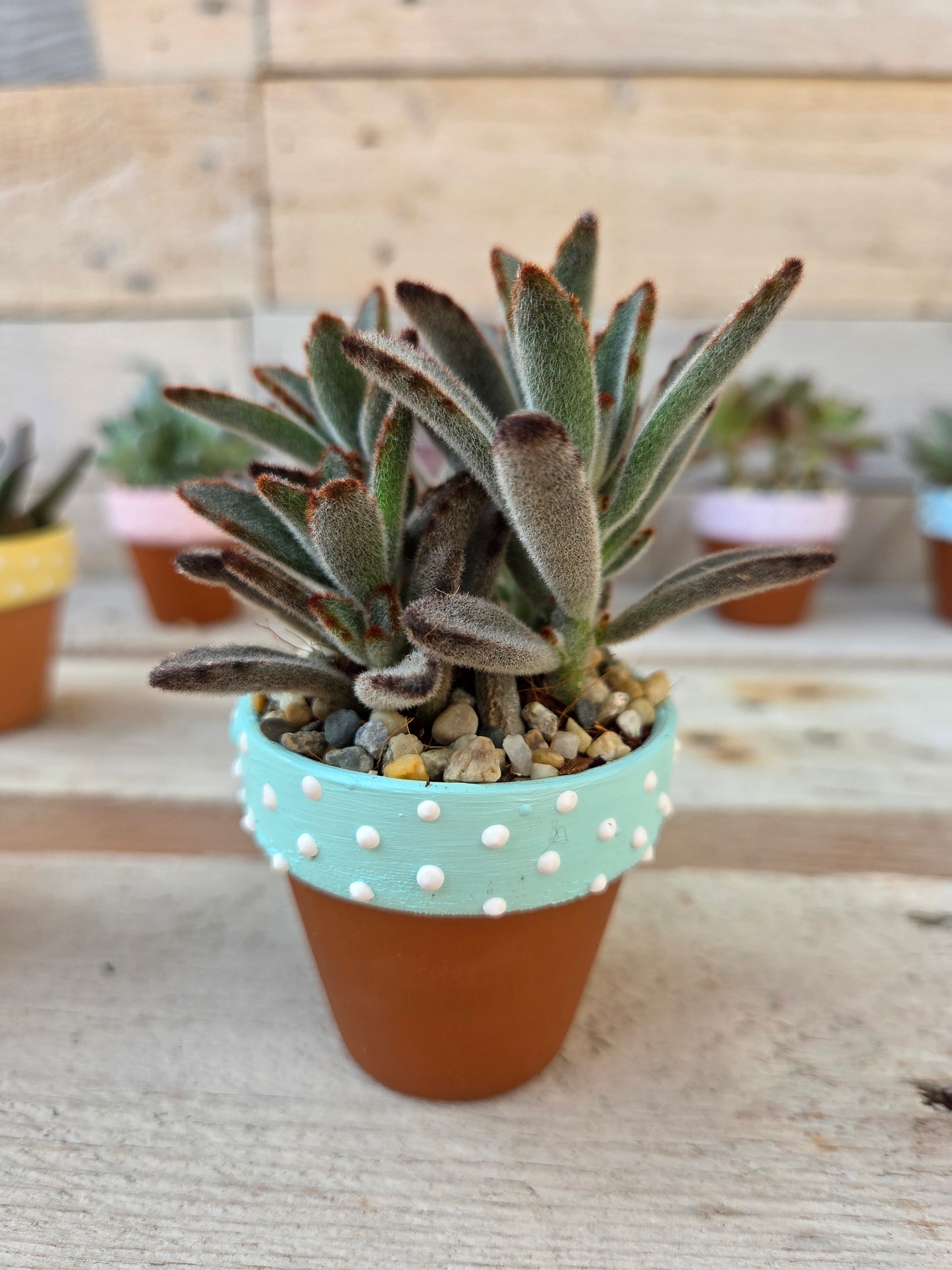 Kalanchoe tomentosa “dark tanz" succulent in hand painted terracotta pot