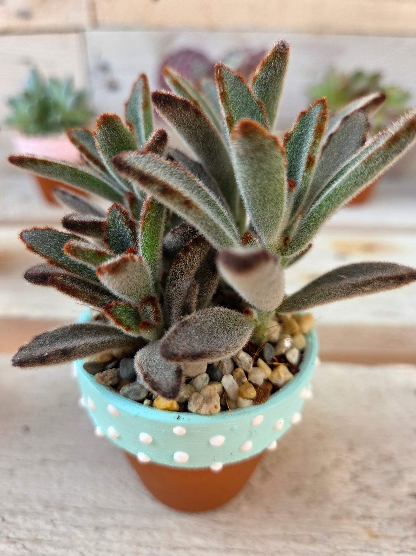 Kalanchoe tomentosa “dark tanz" succulent in hand painted terracotta pot