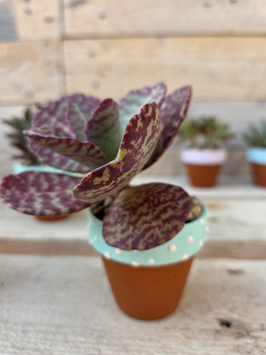 Kalanchoe Humilis Desert Surprise succulent in terracotta pot