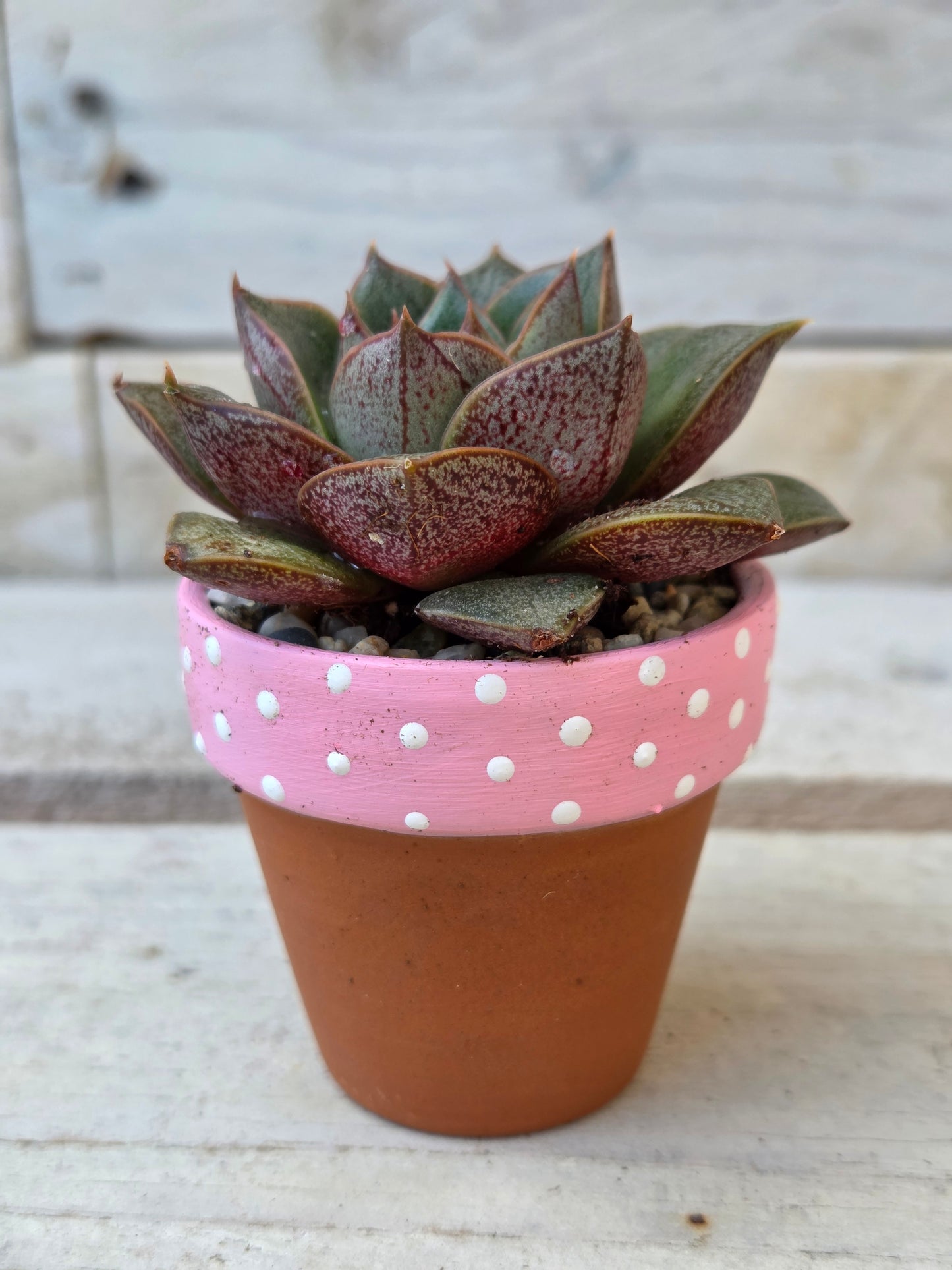 Echeveria “Purpusorum" succulent in hand painted terracotta pot
